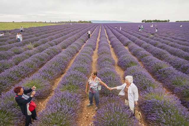 Visitors walk between rows of lavender plants near Valensole in Provence, France