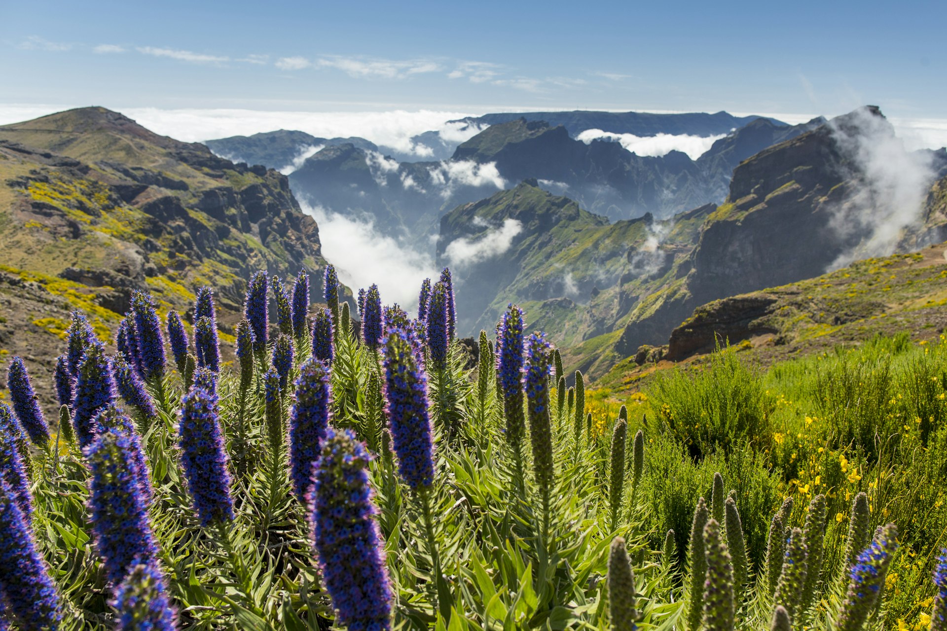 Flowers grow on the edge of a valley along a hiking trail at Pico de Arieiro. 