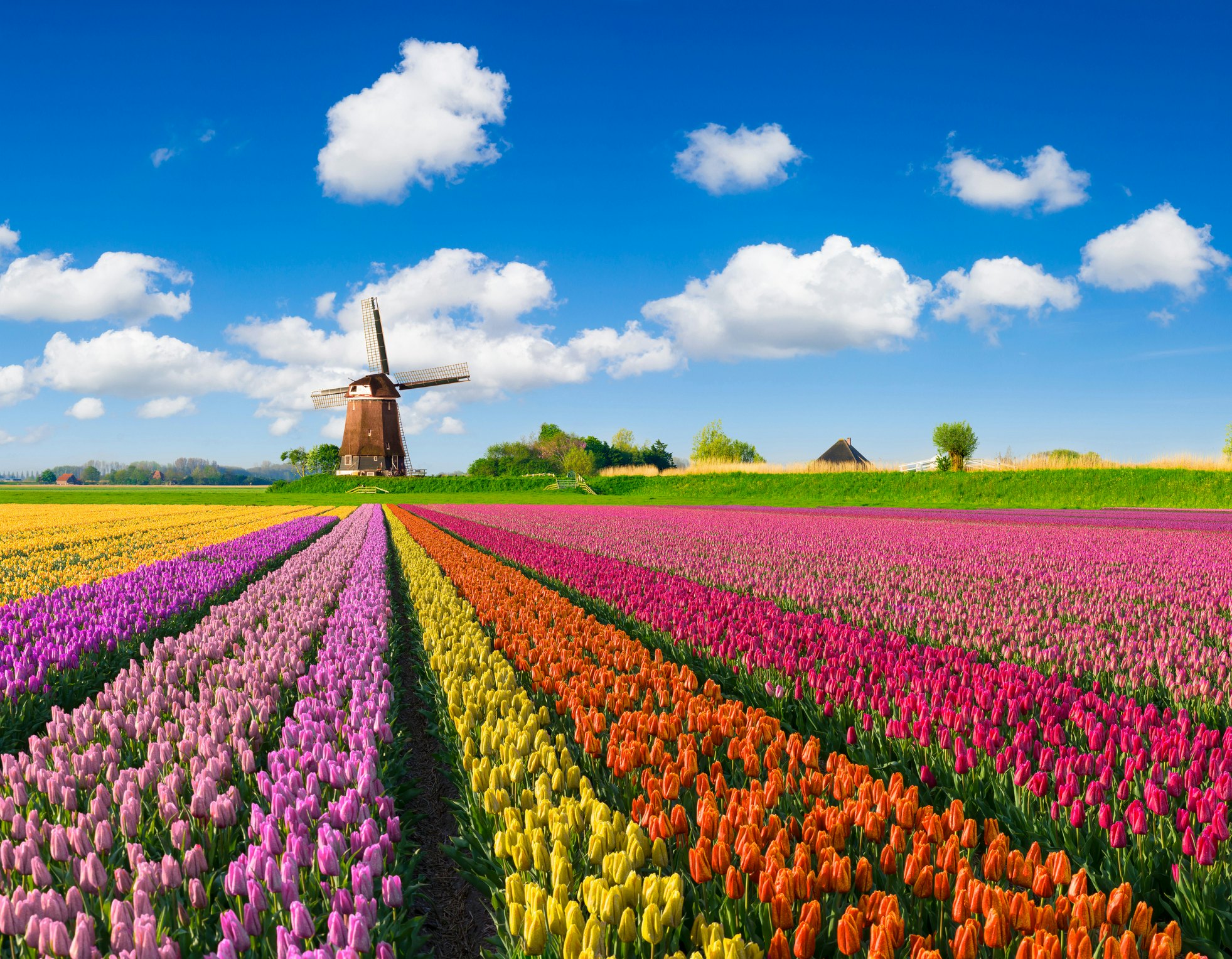 Multicolored tulip fields in front of a Dutch windmill under a cloud-dotted sky in the Netherlands.