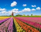 multi-colored tulip fields in front of a Dutch windmill under a nicely clouded sky.
638591946
Vibrant Color, Diminishing Perspective, Non-Urban Scene, Landscaped, Color Image, Tulip, Growth, Multi Colored, Yellow, Red, Purple, Pink Color, Orange Color, Dutch Culture, Agriculture, Rural Scene, Netherlands, Flower Head, Flower, Springtime, Field, Cloud - Sky, Windmill