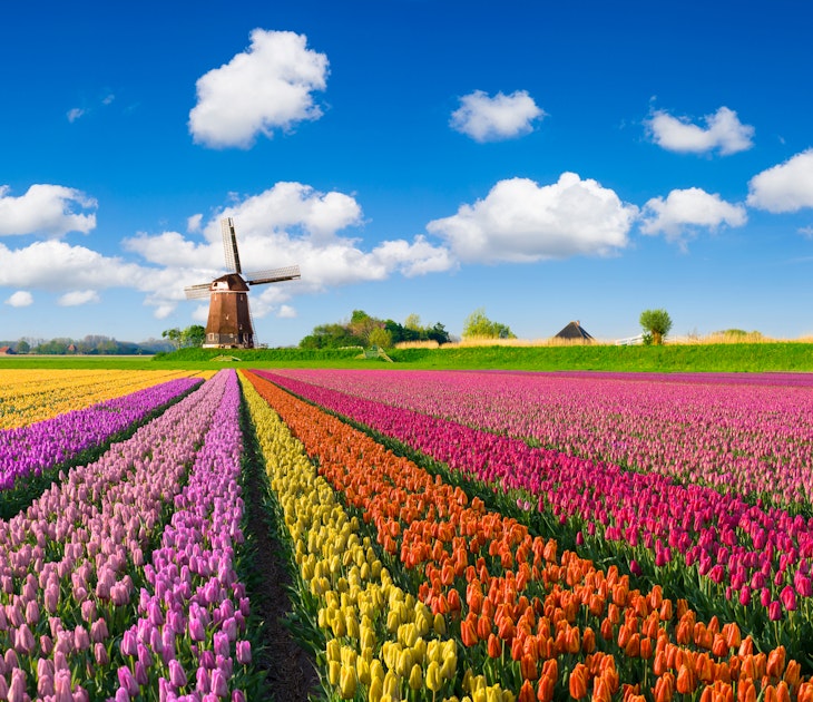 multi-colored tulip fields in front of a Dutch windmill under a nicely clouded sky.
638591946
Vibrant Color, Diminishing Perspective, Non-Urban Scene, Landscaped, Color Image, Tulip, Growth, Multi Colored, Yellow, Red, Purple, Pink Color, Orange Color, Dutch Culture, Agriculture, Rural Scene, Netherlands, Flower Head, Flower, Springtime, Field, Cloud - Sky, Windmill