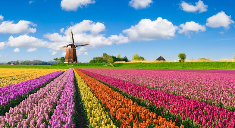 multi-colored tulip fields in front of a Dutch windmill under a nicely clouded sky.
638591946
Vibrant Color, Diminishing Perspective, Non-Urban Scene, Landscaped, Color Image, Tulip, Growth, Multi Colored, Yellow, Red, Purple, Pink Color, Orange Color, Dutch Culture, Agriculture, Rural Scene, Netherlands, Flower Head, Flower, Springtime, Field, Cloud - Sky, Windmill