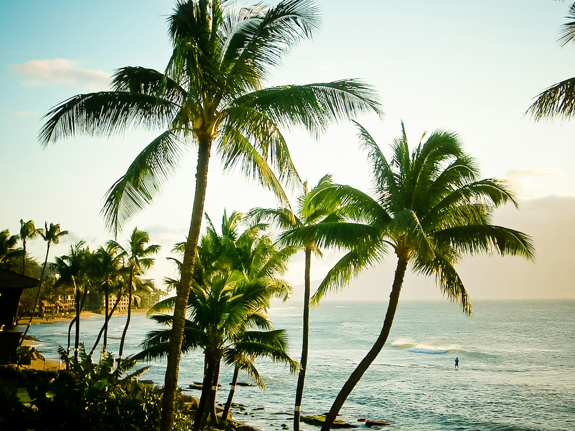 Palm trees line a beach. A solo surfer stands in the water looking out to sea