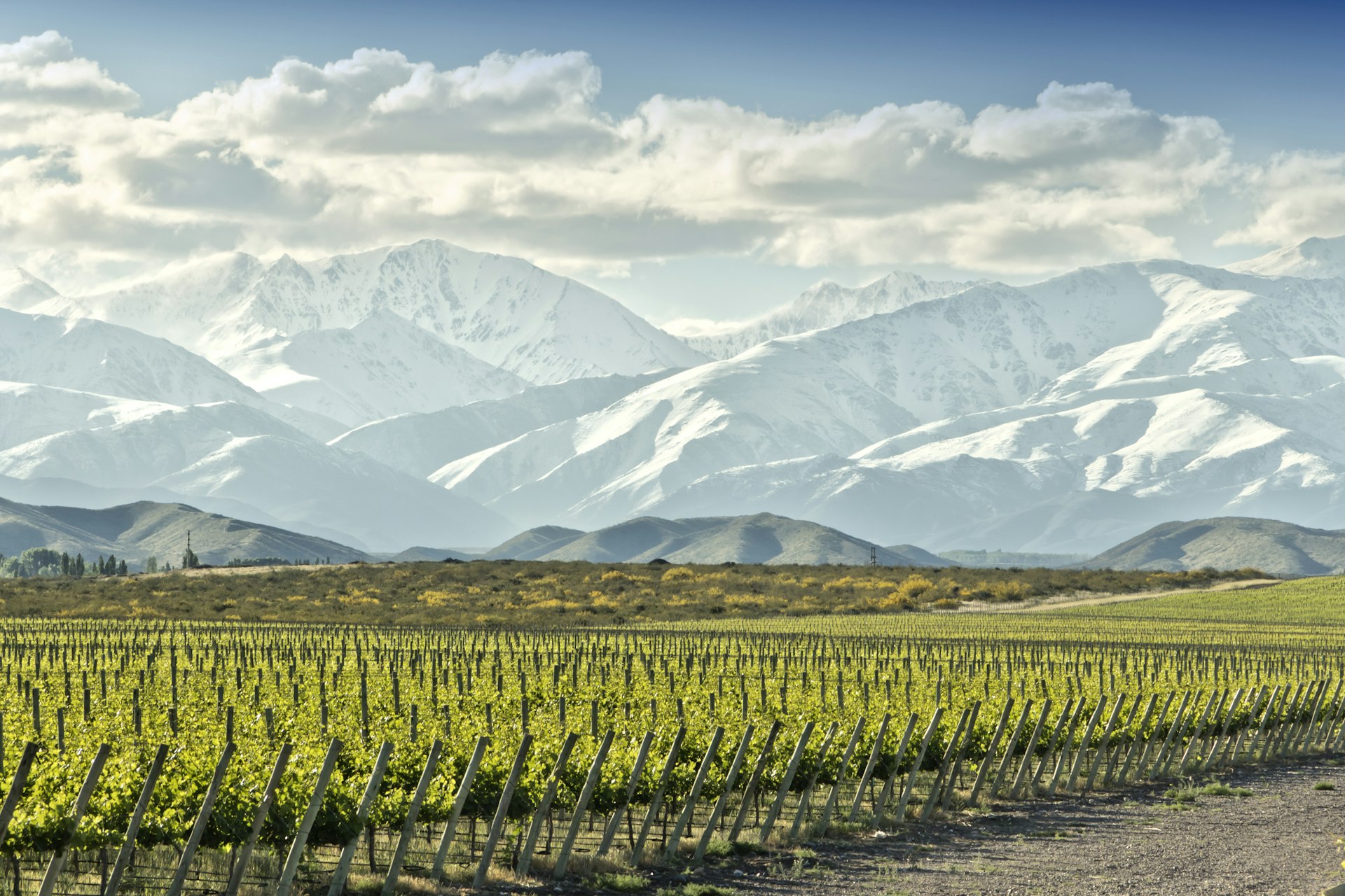 A vineyard at the foot of a mountain range