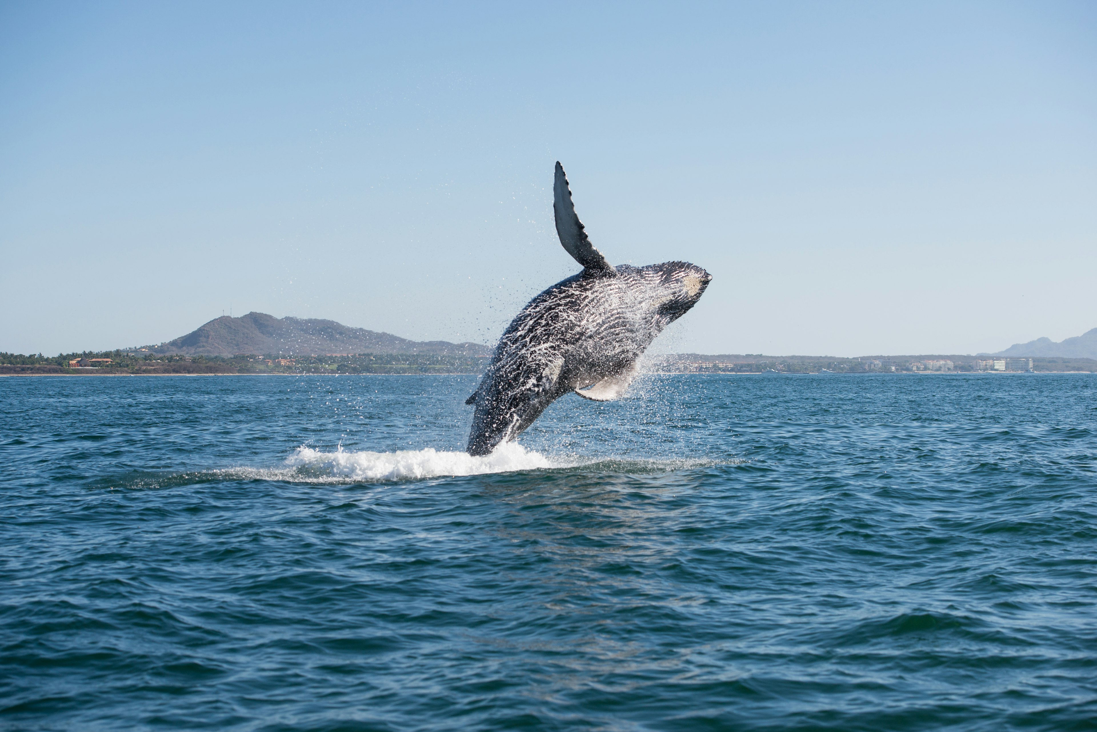 A whale breaches out of the sea off the coast of Vancouver Island