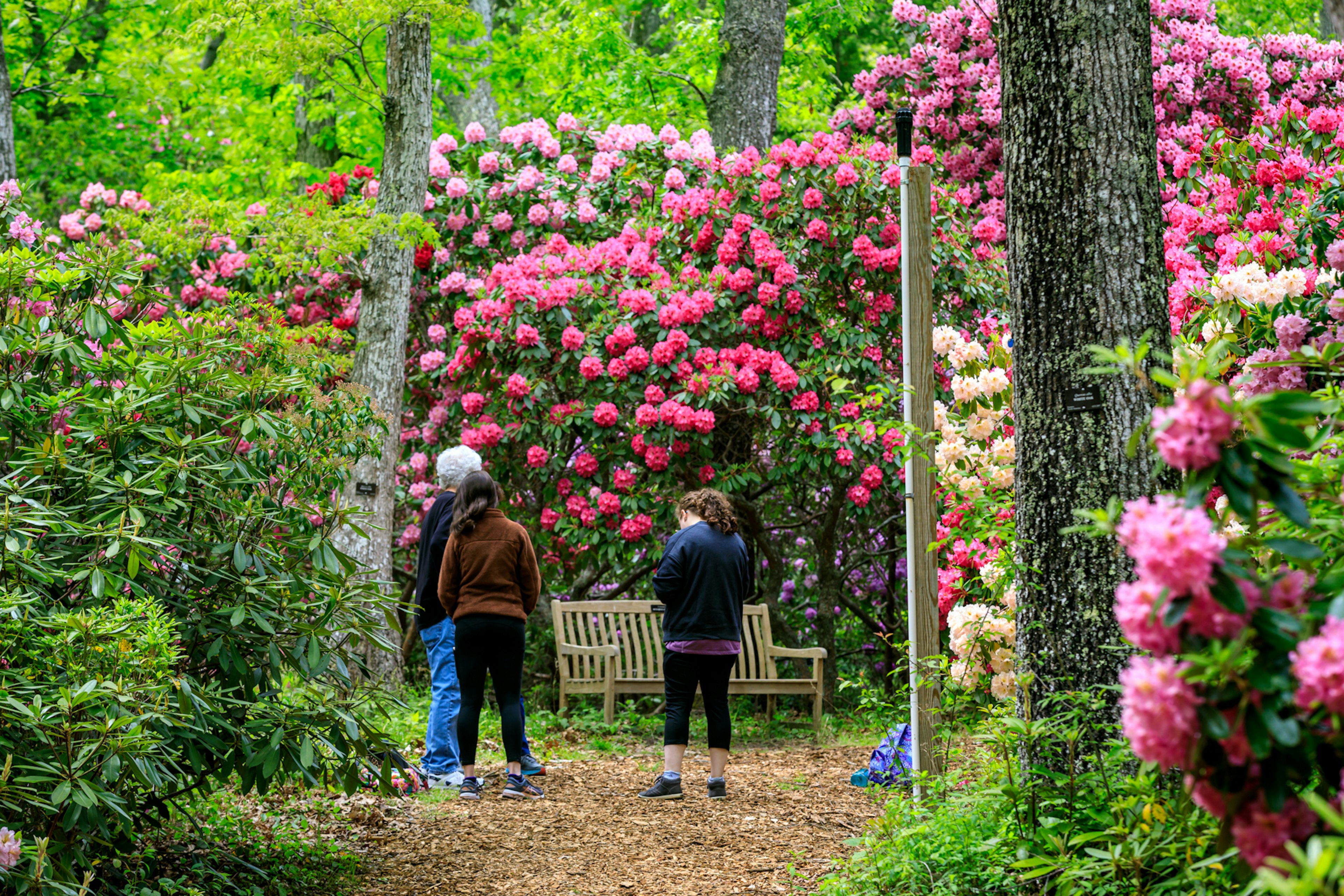 People walk through a lush garden of rhododendrons.