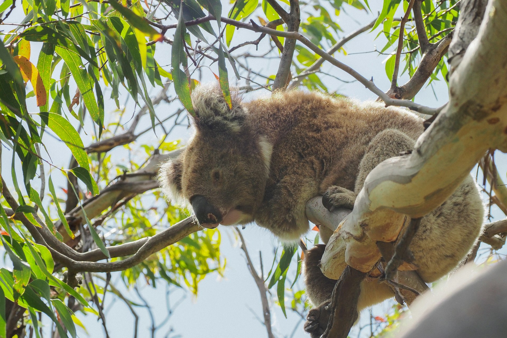 Koala on the Great Ocean Walk in Victoria, Australia 