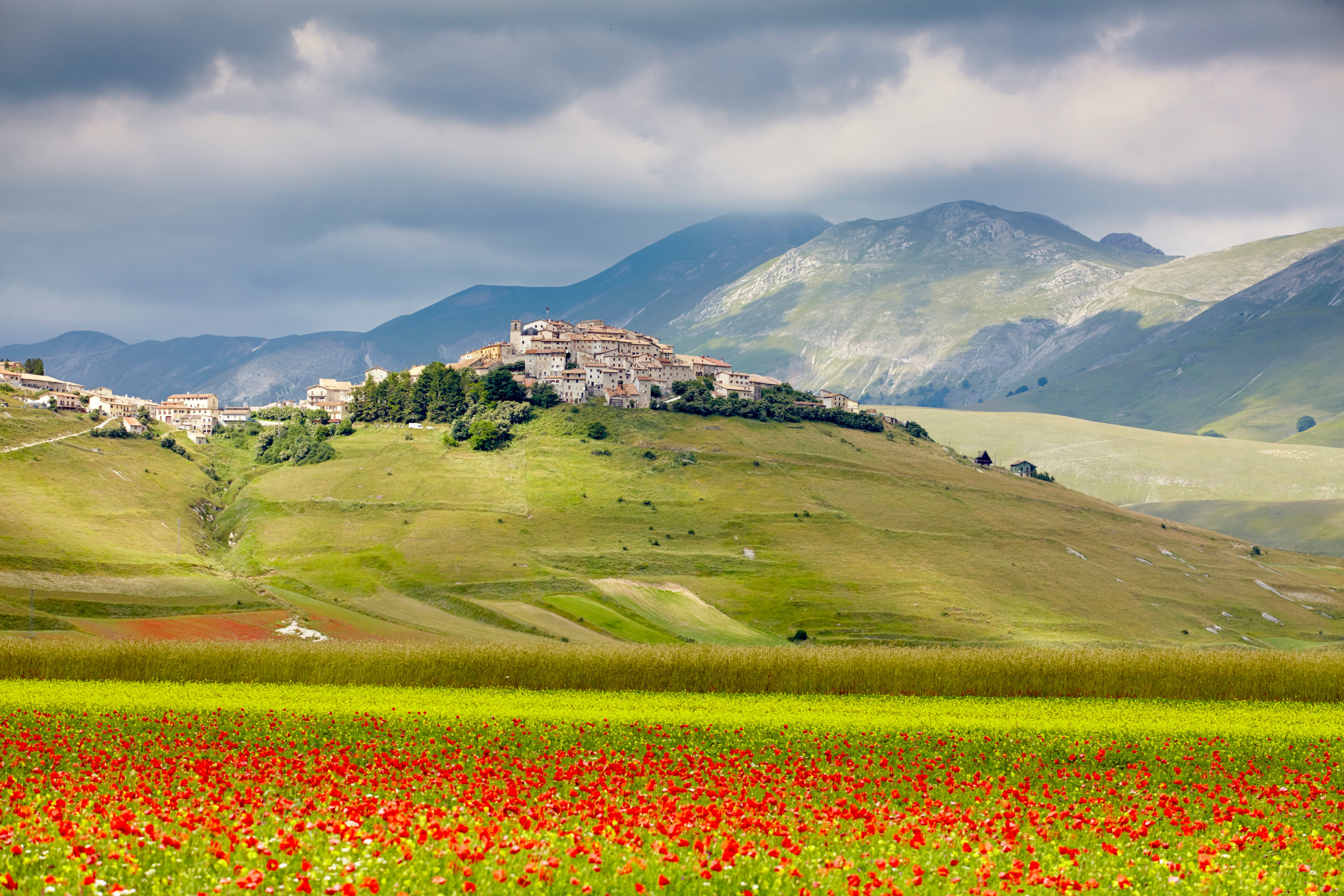 A field of red poppies in bloom at the foot of a hill town