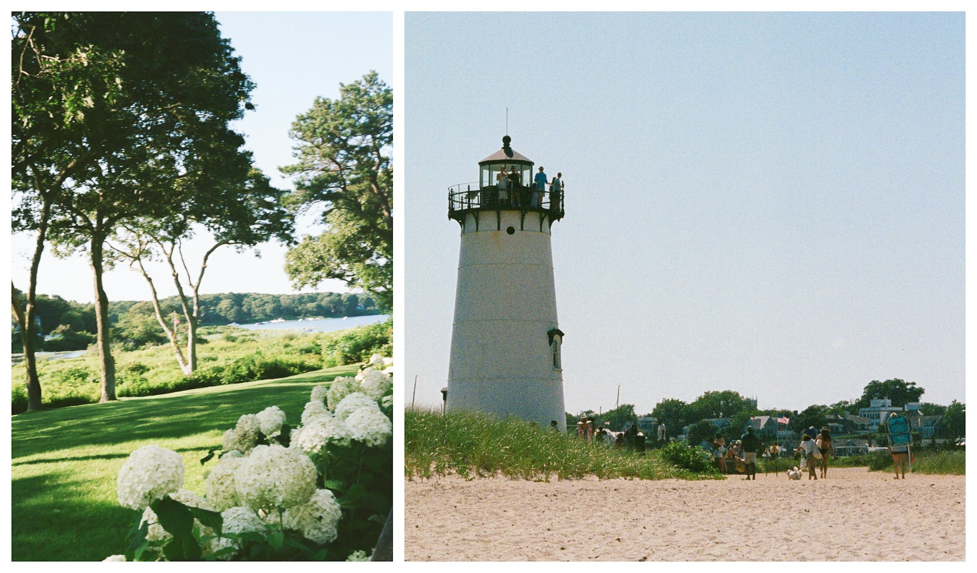 Collage of images from Martha's Vineyard - L: hydrangeas and a grassy lawn, R: Lighthouse Beach 