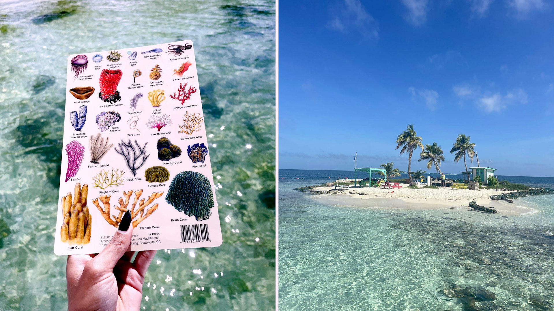 Left: A hand holds a coral chart with images and labels of different coral types; Right: a tiny sand island in the middle of the sea