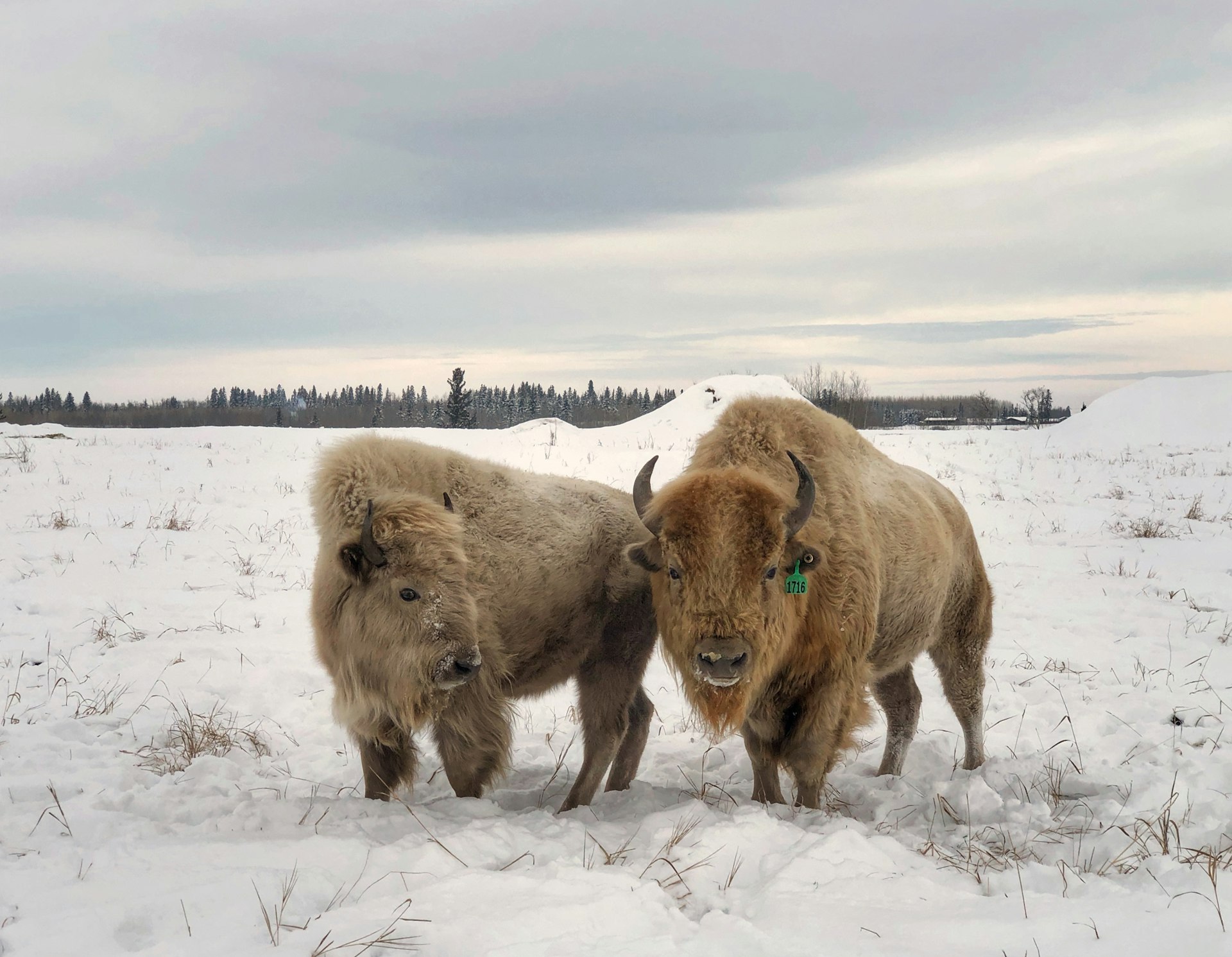 White-bison-Metis-Crossing-Alberta-credit-Jessica-Lockhart.jpg