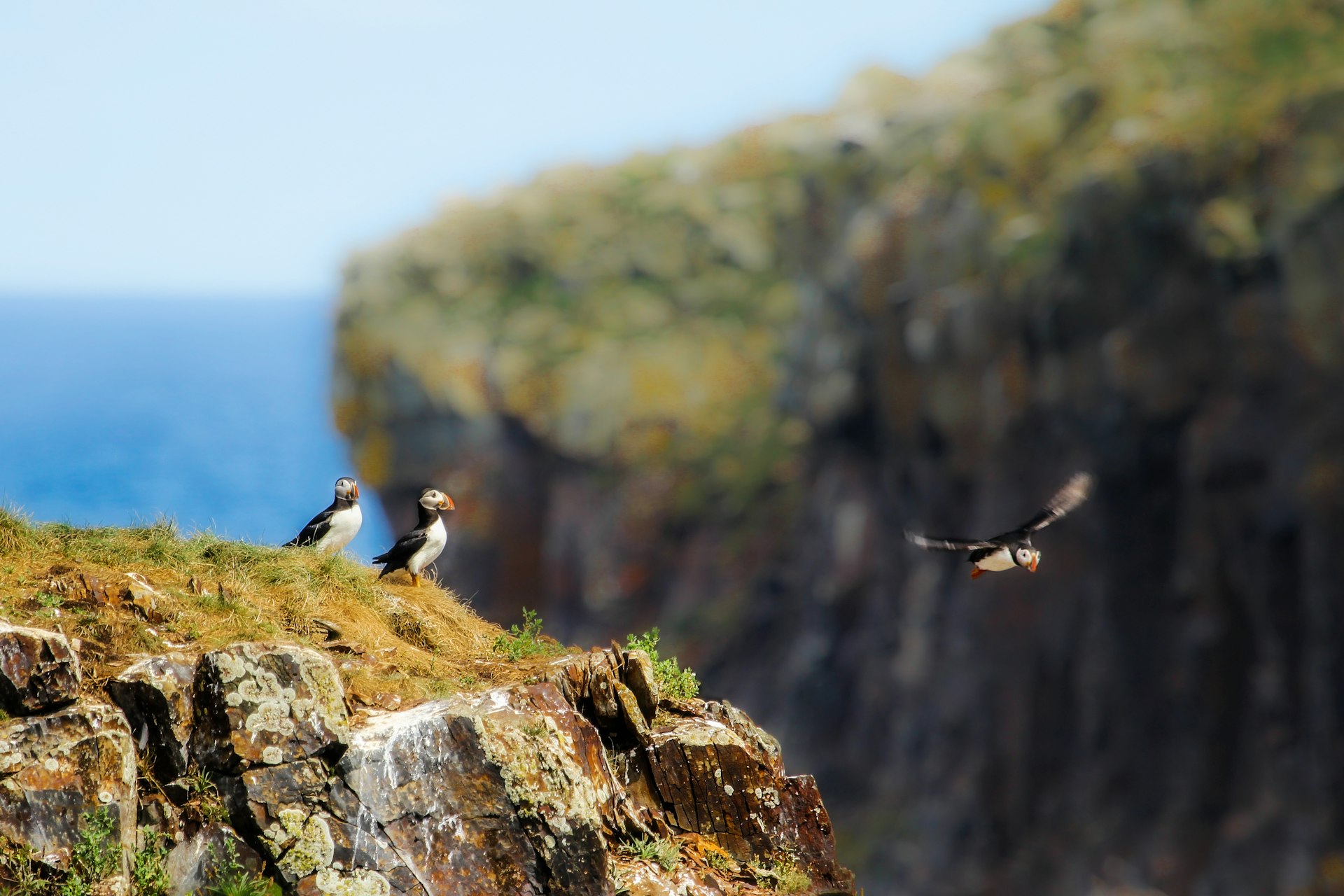 Three puffins, two sitting in grass on rocky ledge and one flying past, in Newfoundland, Canada