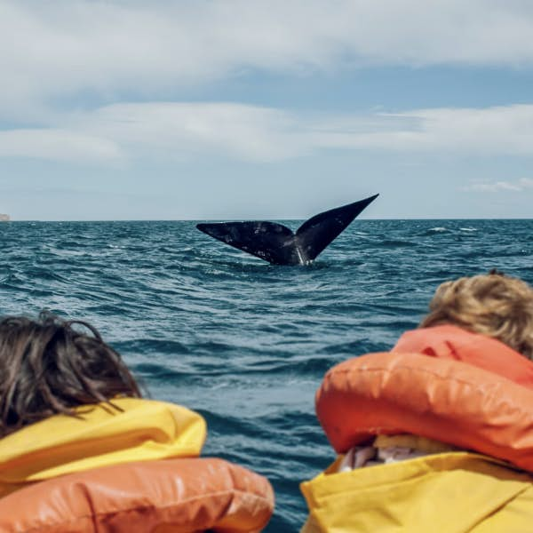 A whale tale viewed from a boat