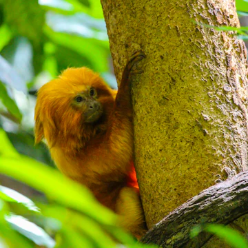 Golden monkey in the Montreal Biodome
1409146220