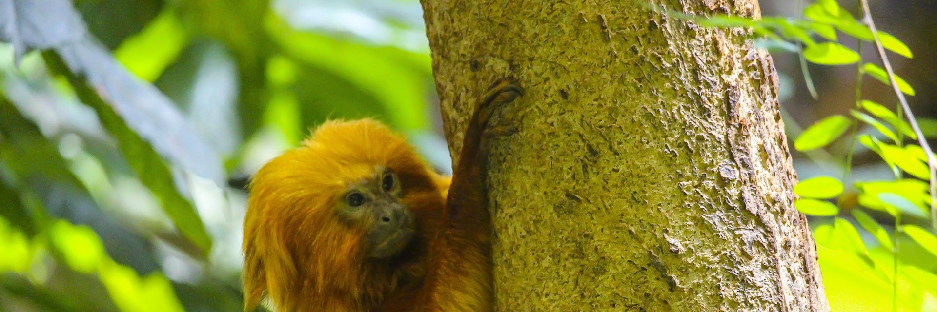 Golden monkey in the Montreal Biodome
1409146220