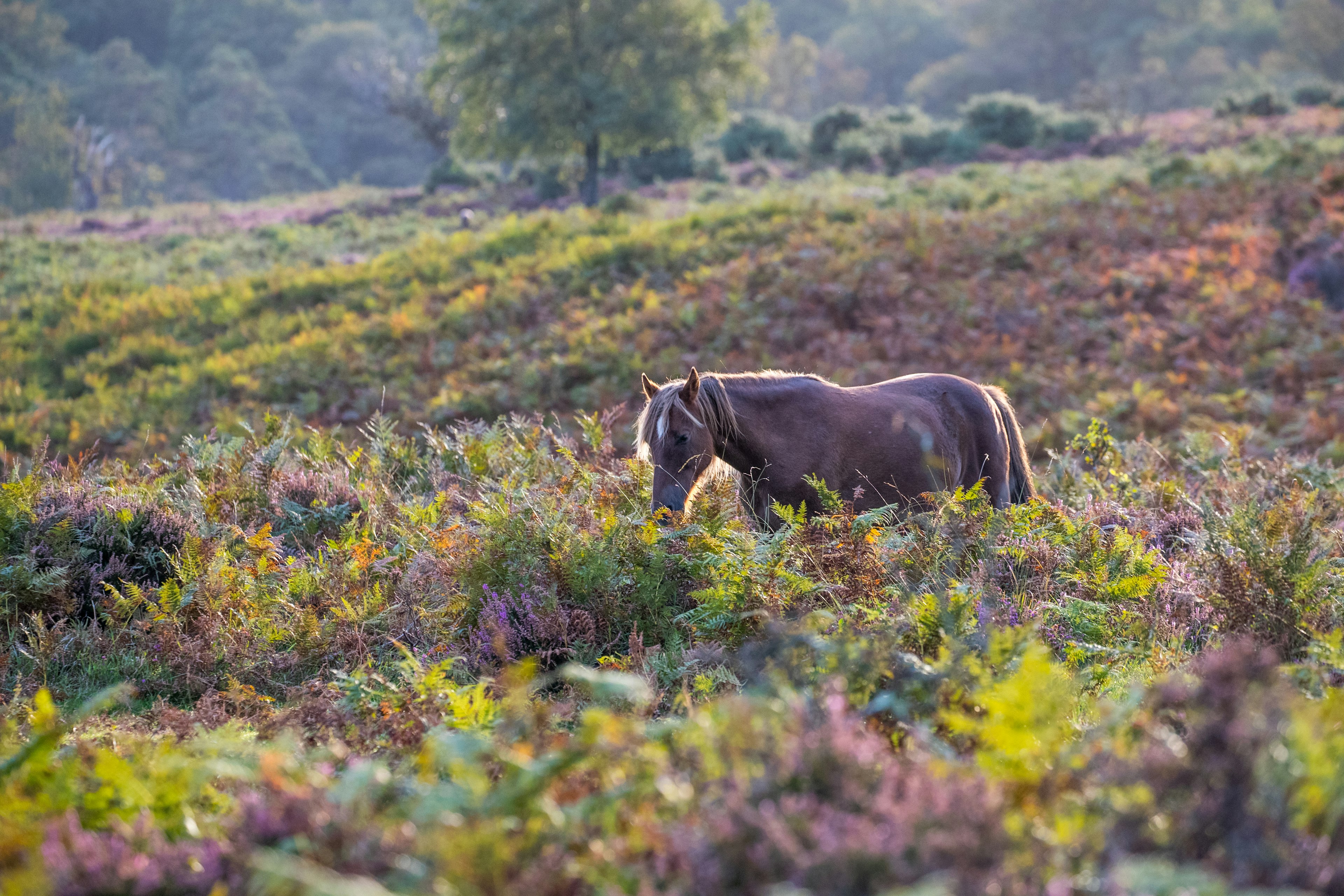 A New Forest pony wanders through the lush grasses.