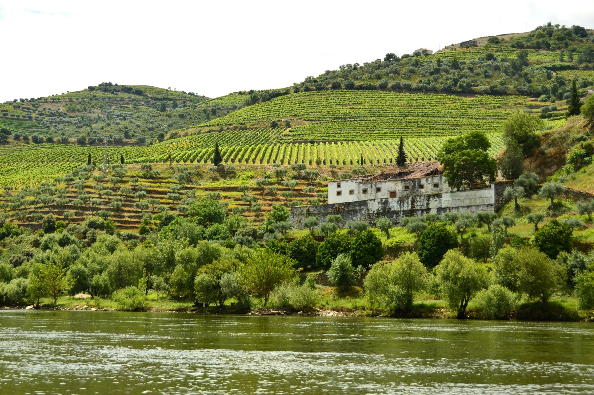Lush green vineyards line the banks of the Duoro. 