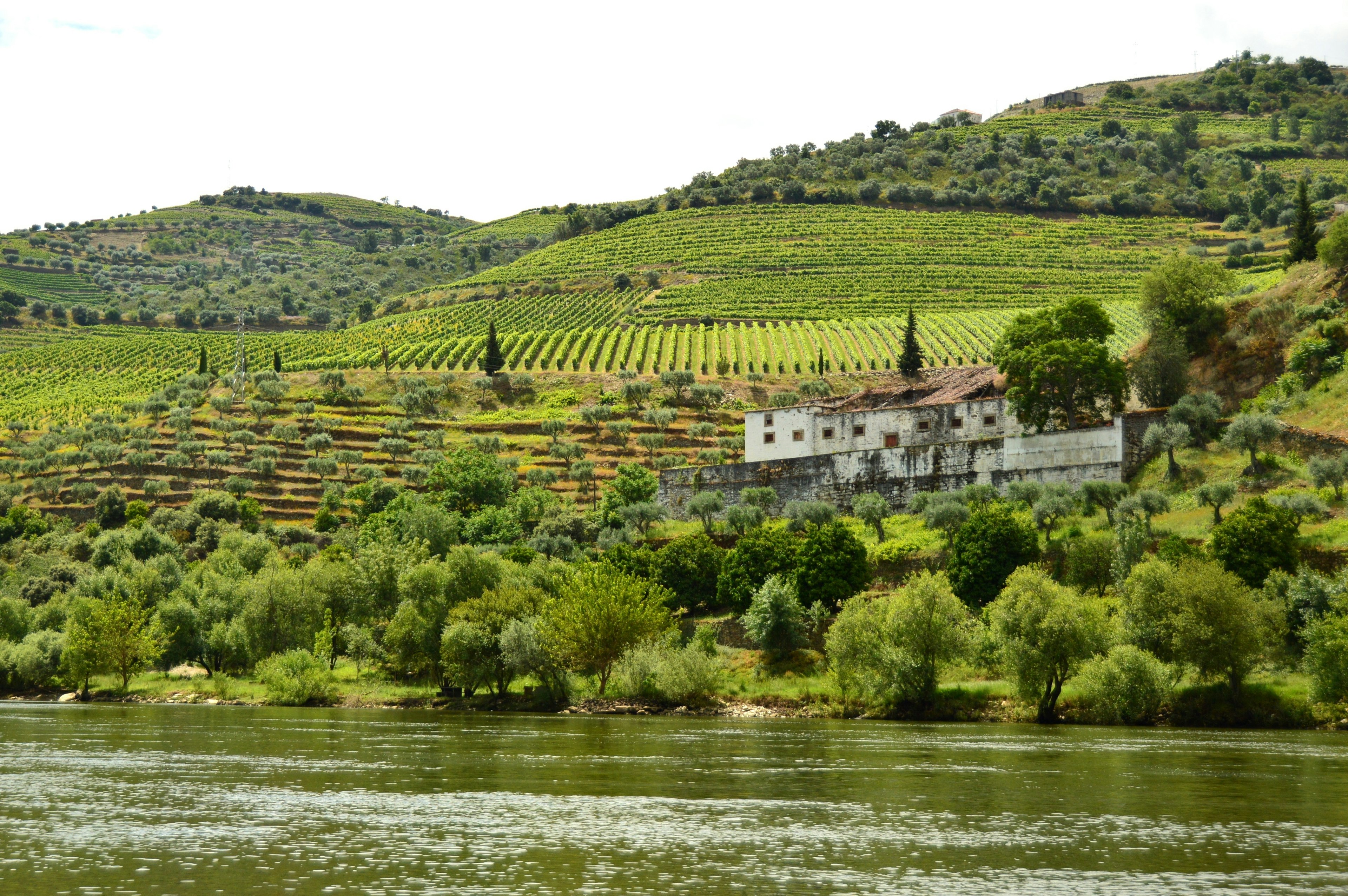 Lush green vineyards line the banks of the Duoro.