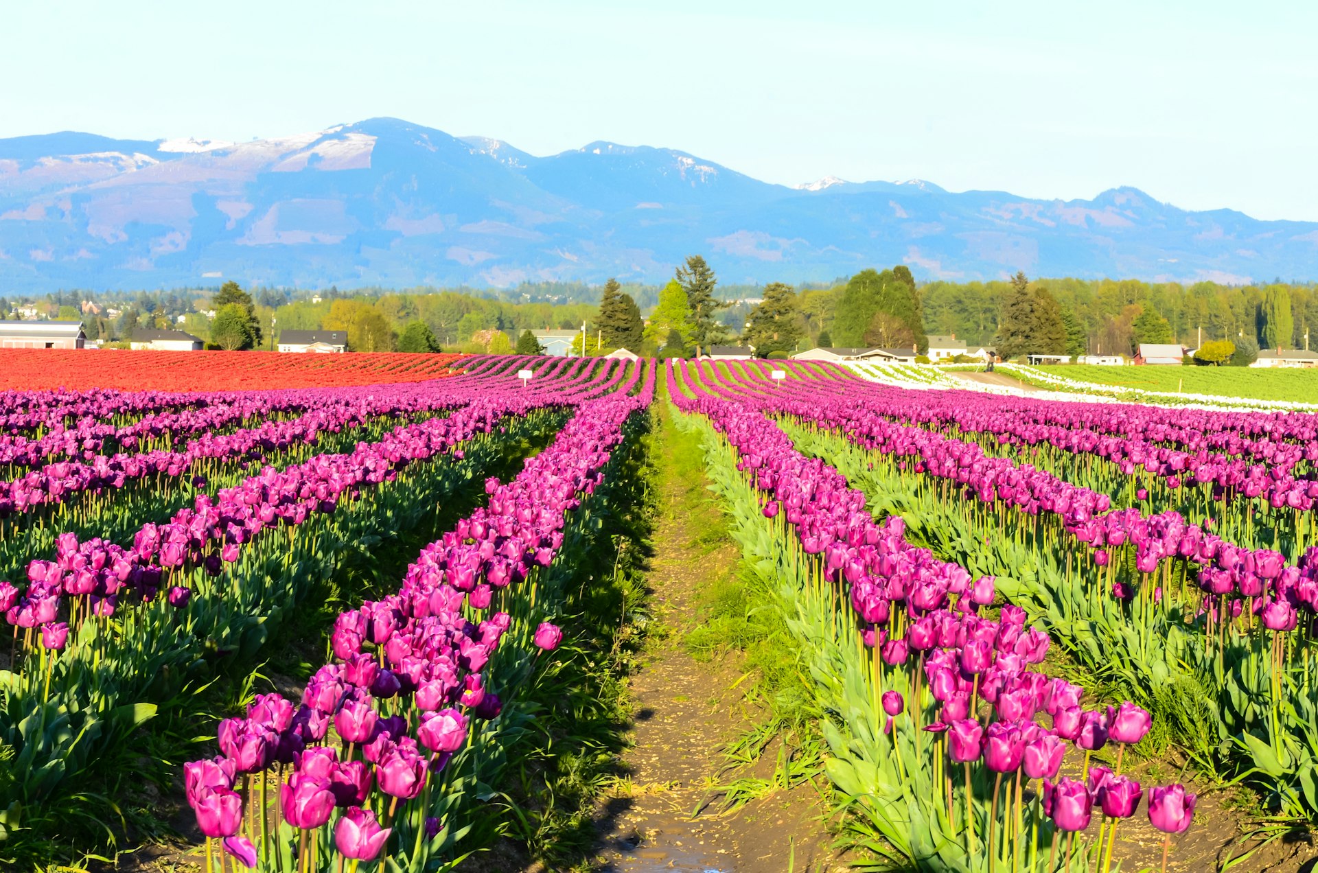 Fields of purple, red, white tulips in full bloom under a clear blue sky