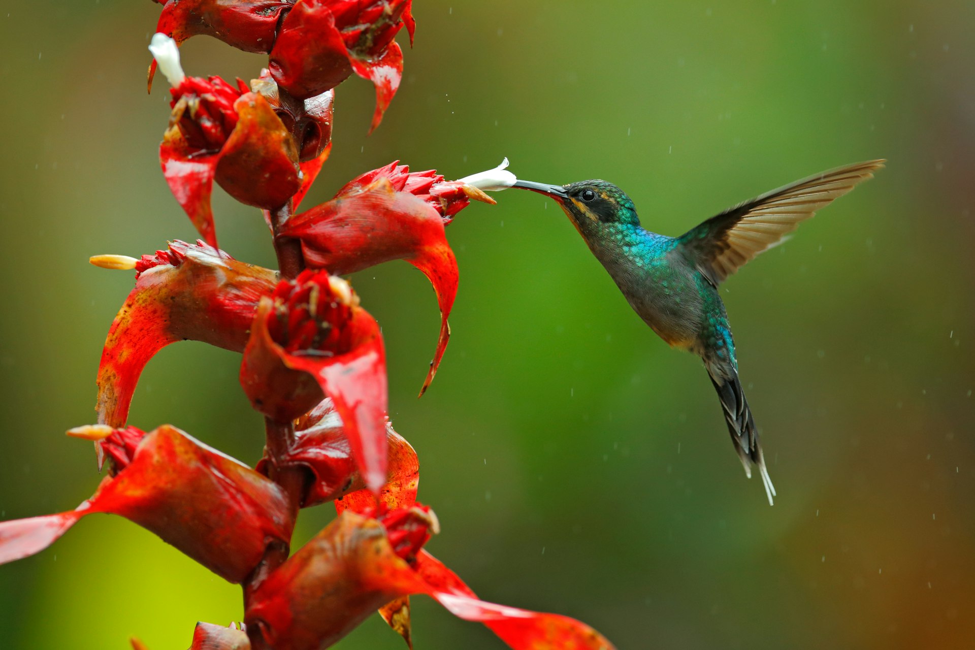 A green hummingbird drinks from a beautiful red flower. 