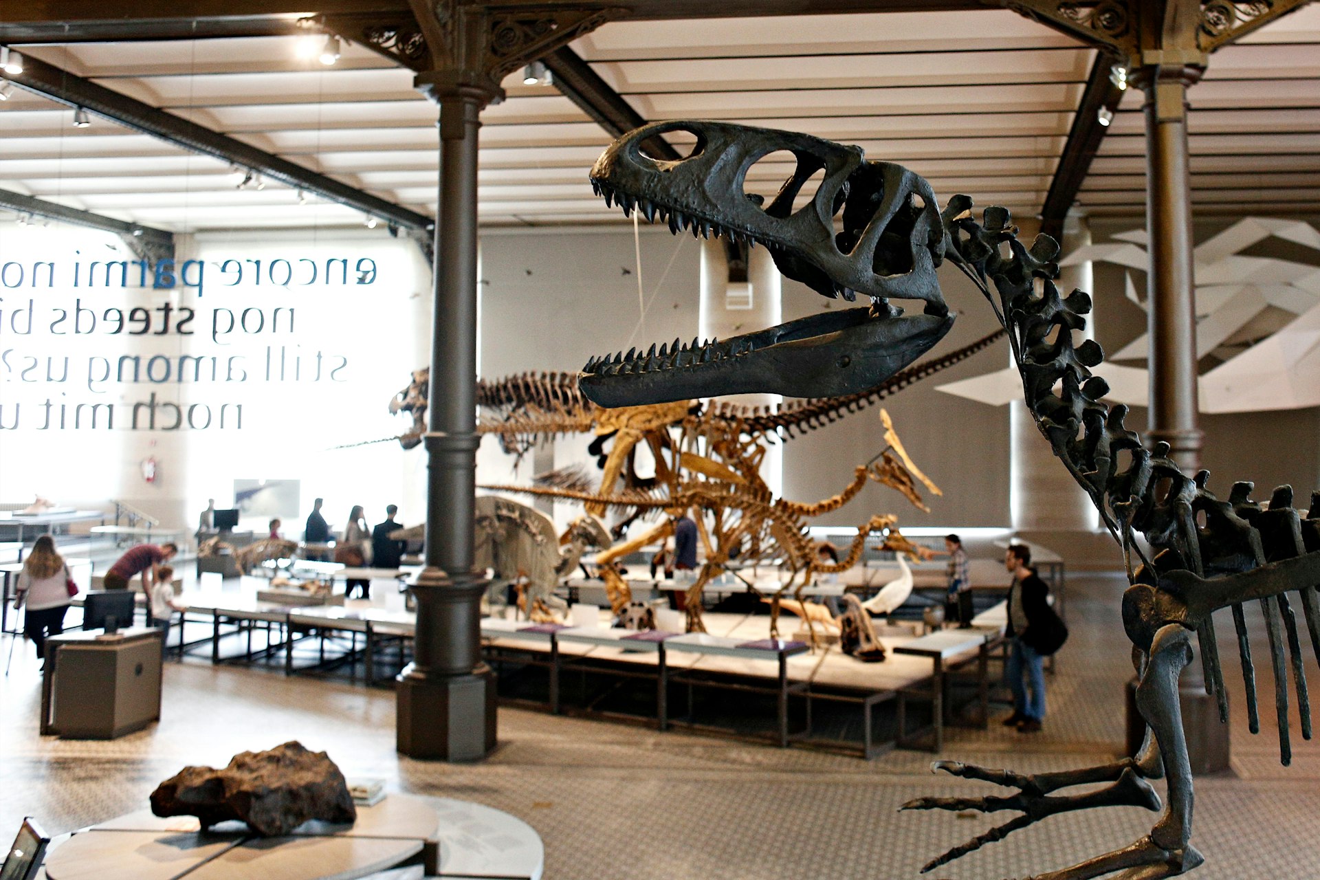 A dinosaur fossil inside the Museum of Natural Sciences in Brussels, Belgium