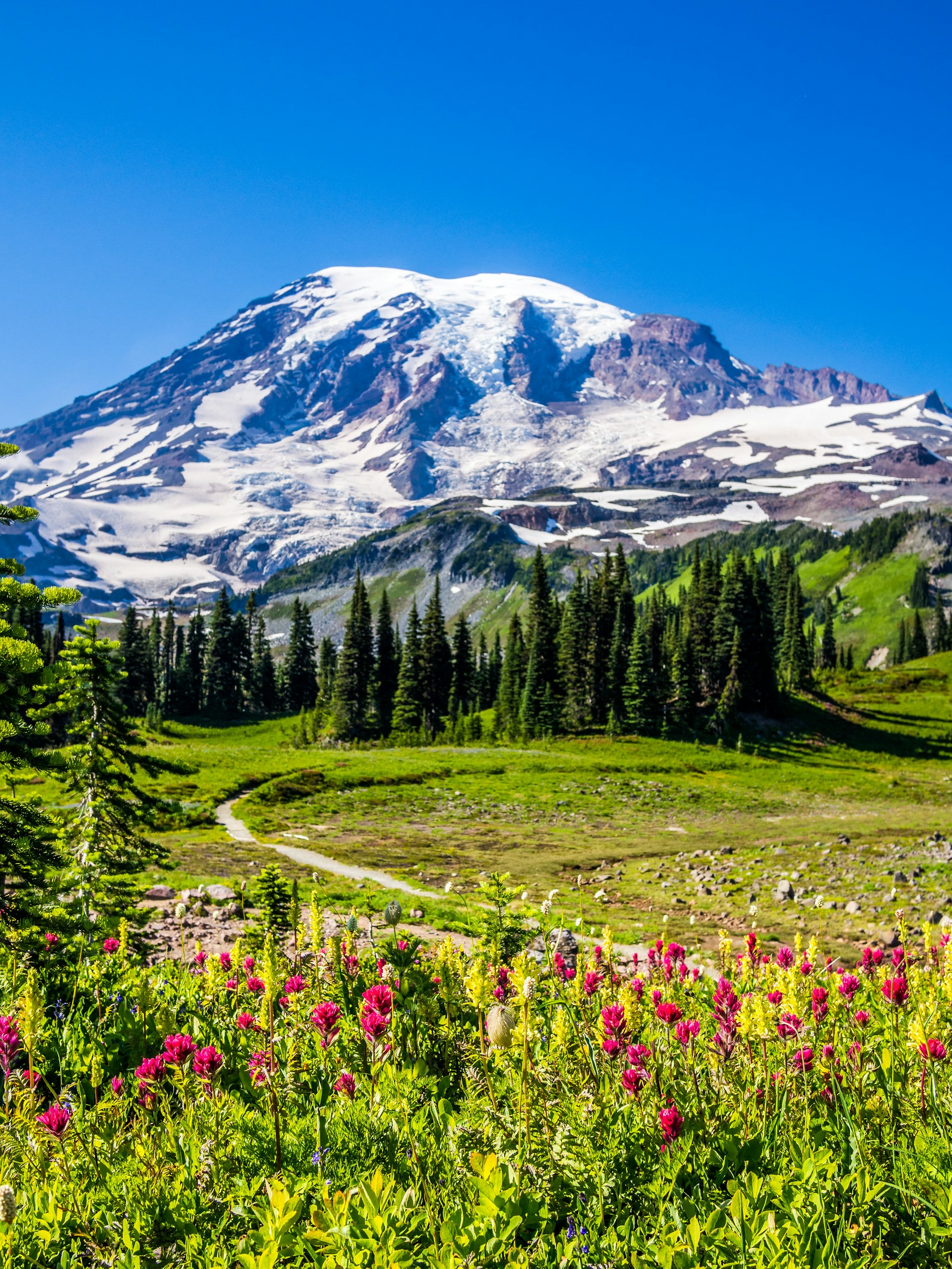 Wildflowers in front of a snow-capped mountain