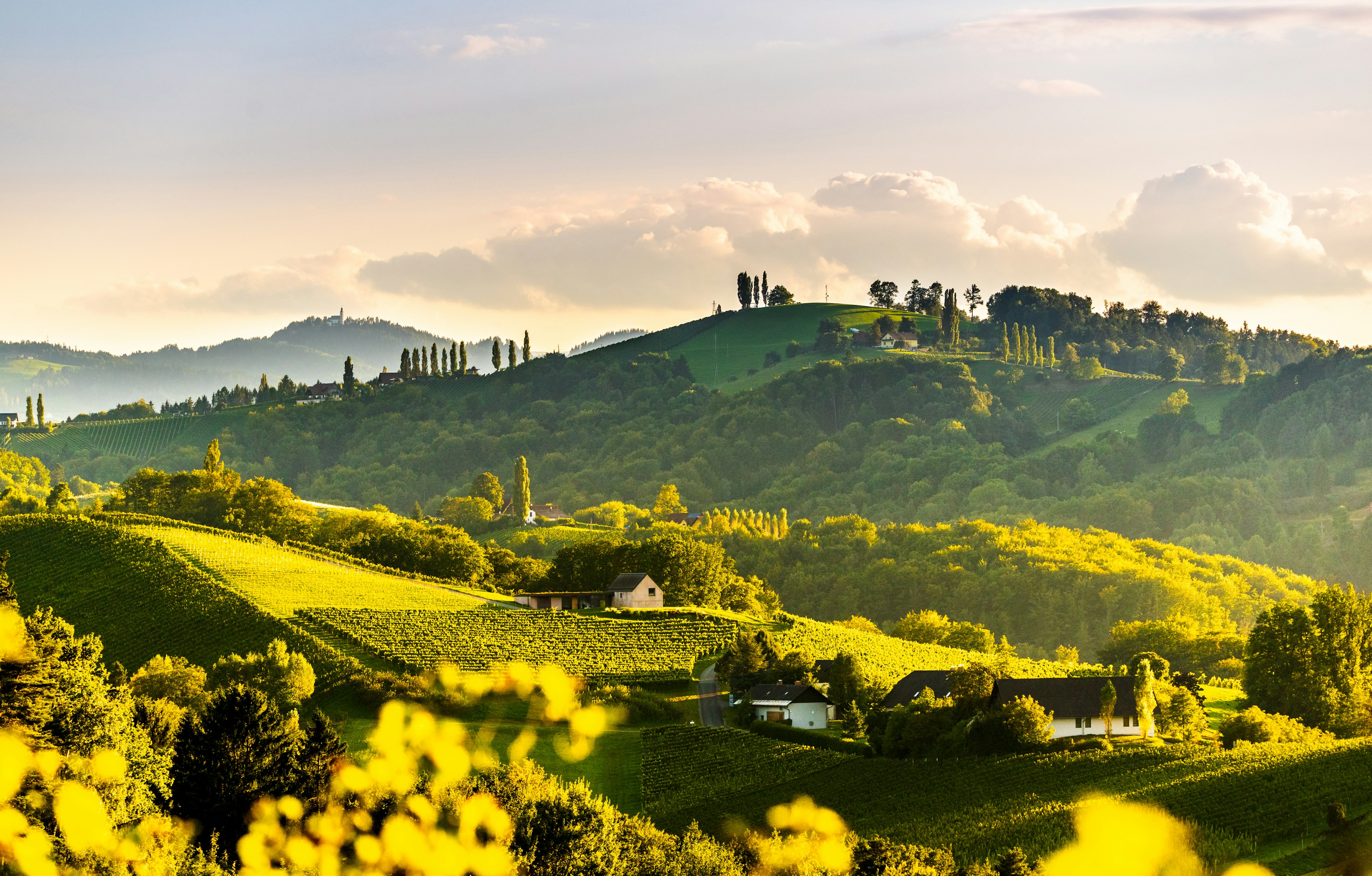 Rolling vineyards over hills at sunset