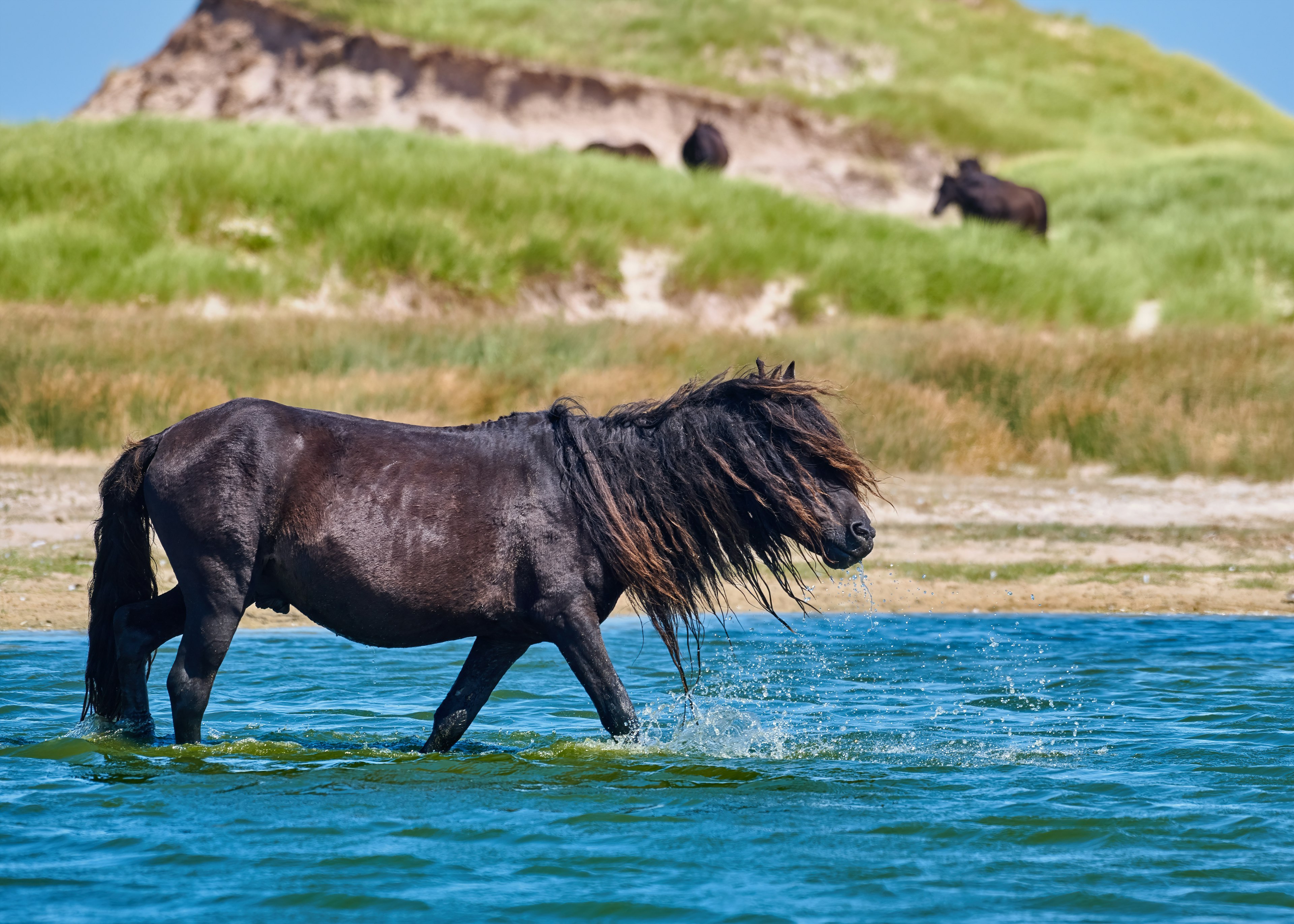 A wild horse with long hair in the water off Sable Island, Nova Scotia, Canada