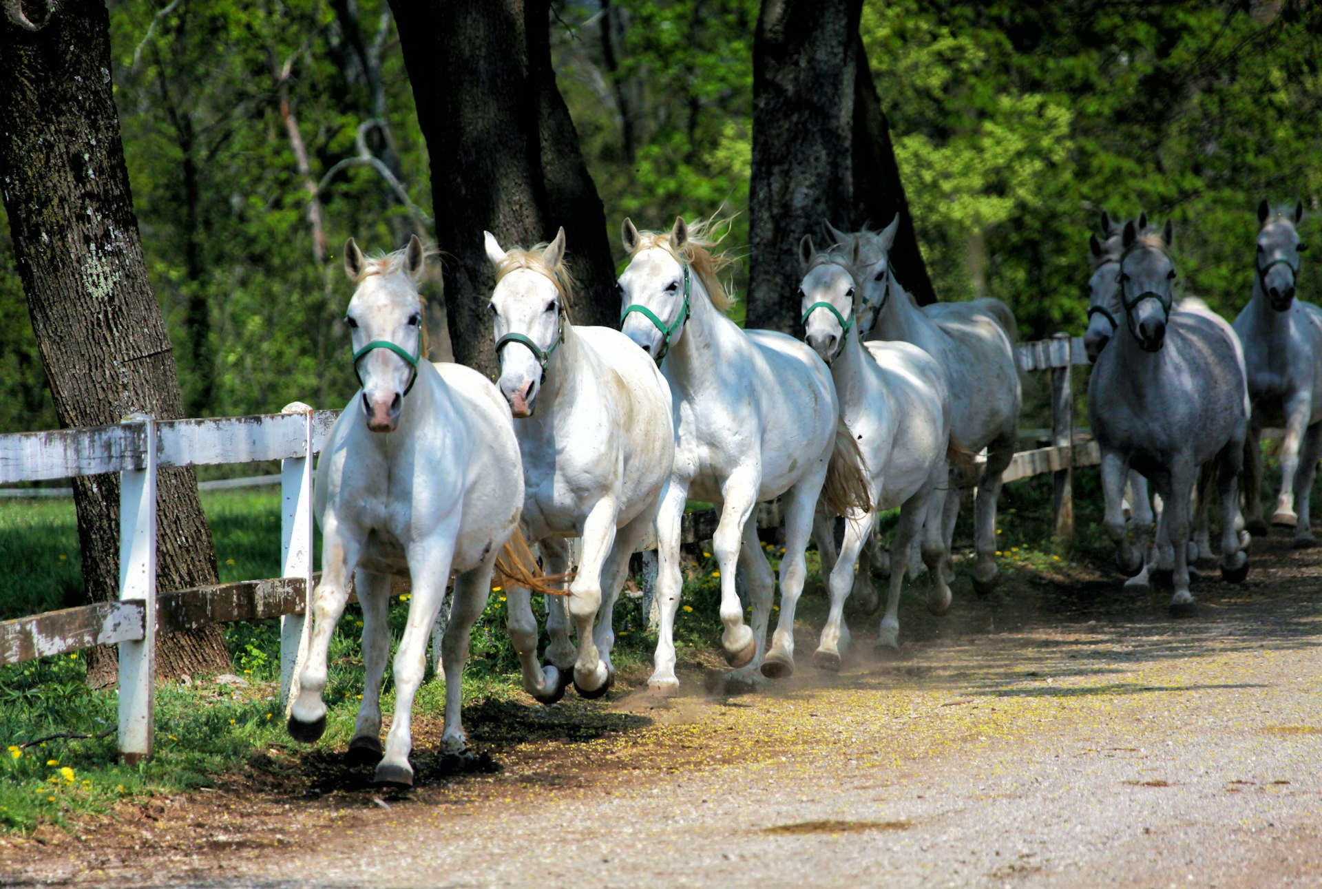 White Lipizzan horses running alongside a white fence.
