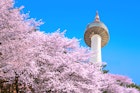 Seoul tower and pink cherry blossom's in spring.
388585537
closeup, tree, blooming, blossoming, soft, natural, oriental, floral, white, spring, flower, blossom, bloom, tenderness, springtime, korea, season, pink, flora, cherry, focus, garden, close, april, festival, blur, n, fruit, beautiful, background, seoul, fresh, branch, nature, detail, botany, freshness, sakura, jinhae, namsan, tower, mountains