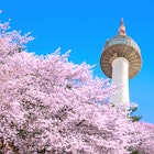 Seoul tower and pink cherry blossom's in spring.
388585537
closeup, tree, blooming, blossoming, soft, natural, oriental, floral, white, spring, flower, blossom, bloom, tenderness, springtime, korea, season, pink, flora, cherry, focus, garden, close, april, festival, blur, n, fruit, beautiful, background, seoul, fresh, branch, nature, detail, botany, freshness, sakura, jinhae, namsan, tower, mountains