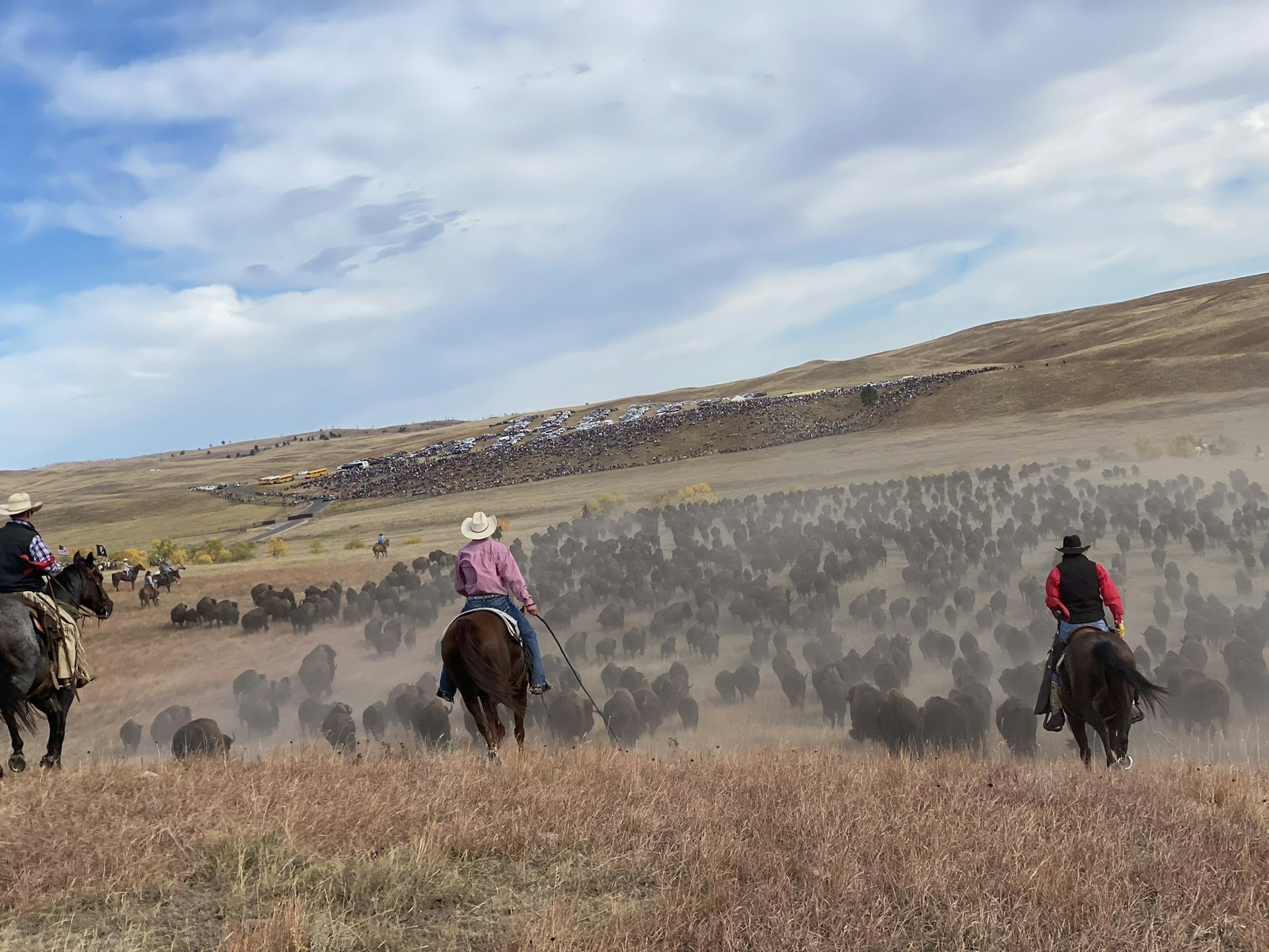 Horseback cowboys drive bison together into a herd while spectators gather on a distant hillside