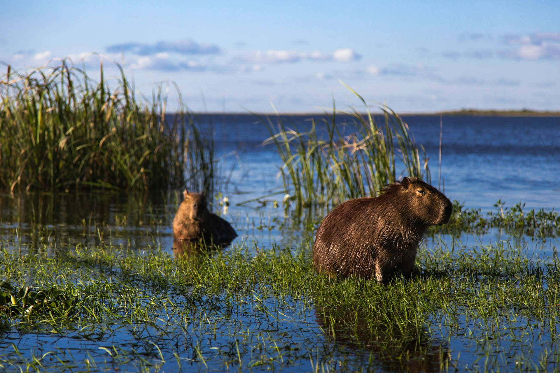 Two capybaras are standing in water, surrounded by long grasses in the Esteros Del Iberá wetlands in Argentina