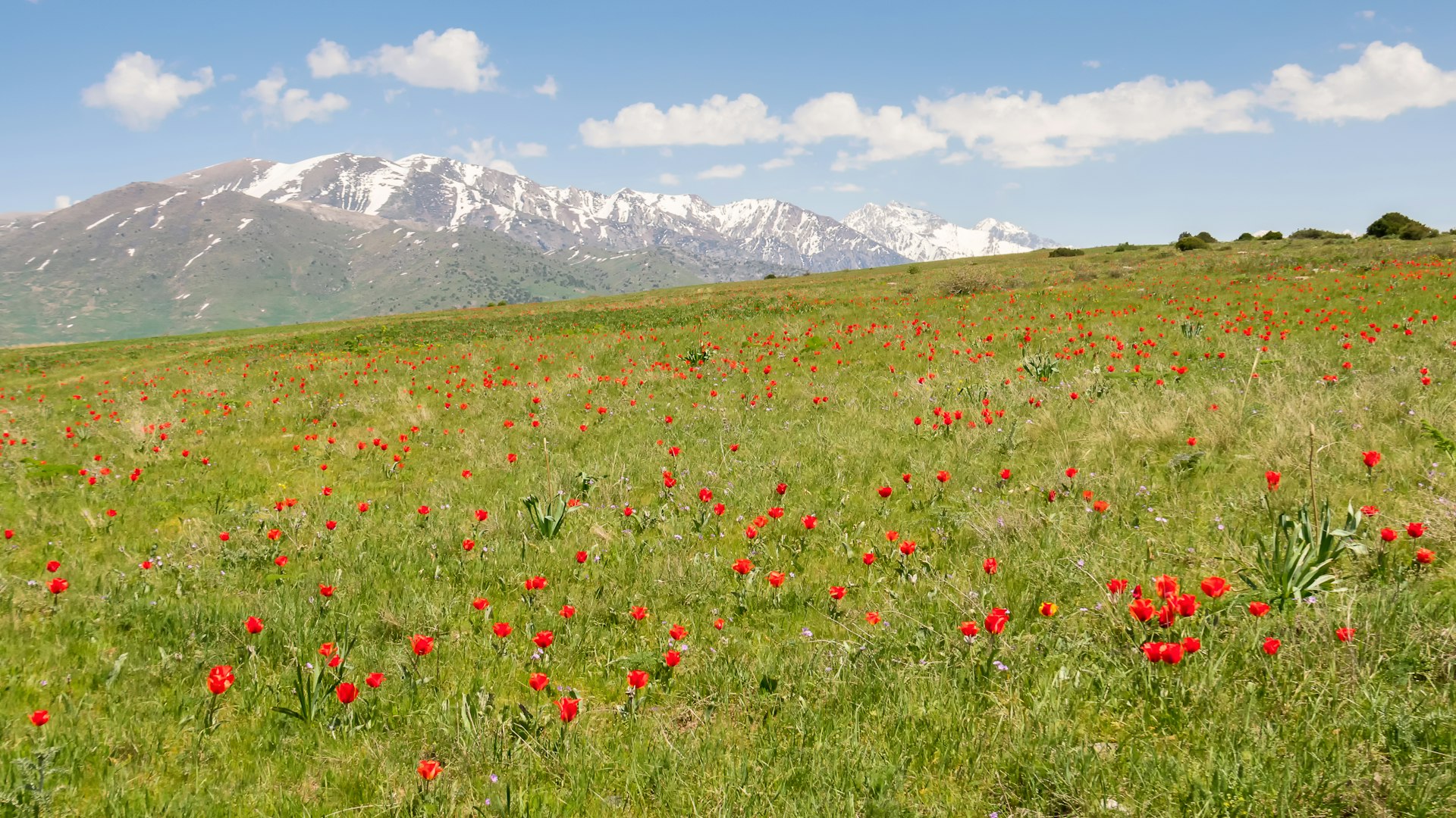 Wild tulips blooming in a meadow with the snow-capped Tian Shan mountains in the distance, Kazakhstan