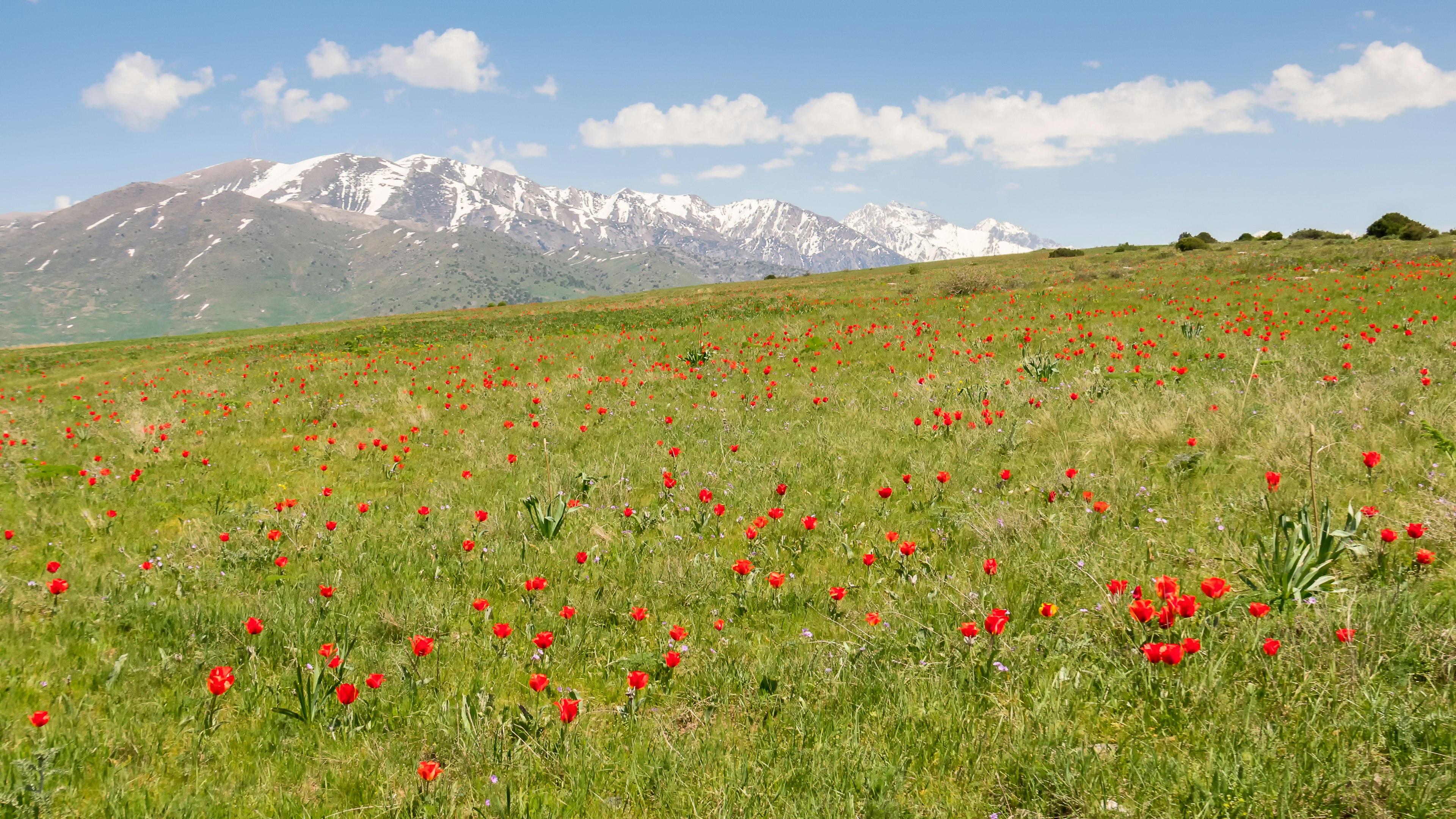 Wild tulips blooming in a meadow with the snow-capped Tian Shan mountains in the distance, Kazakhstan