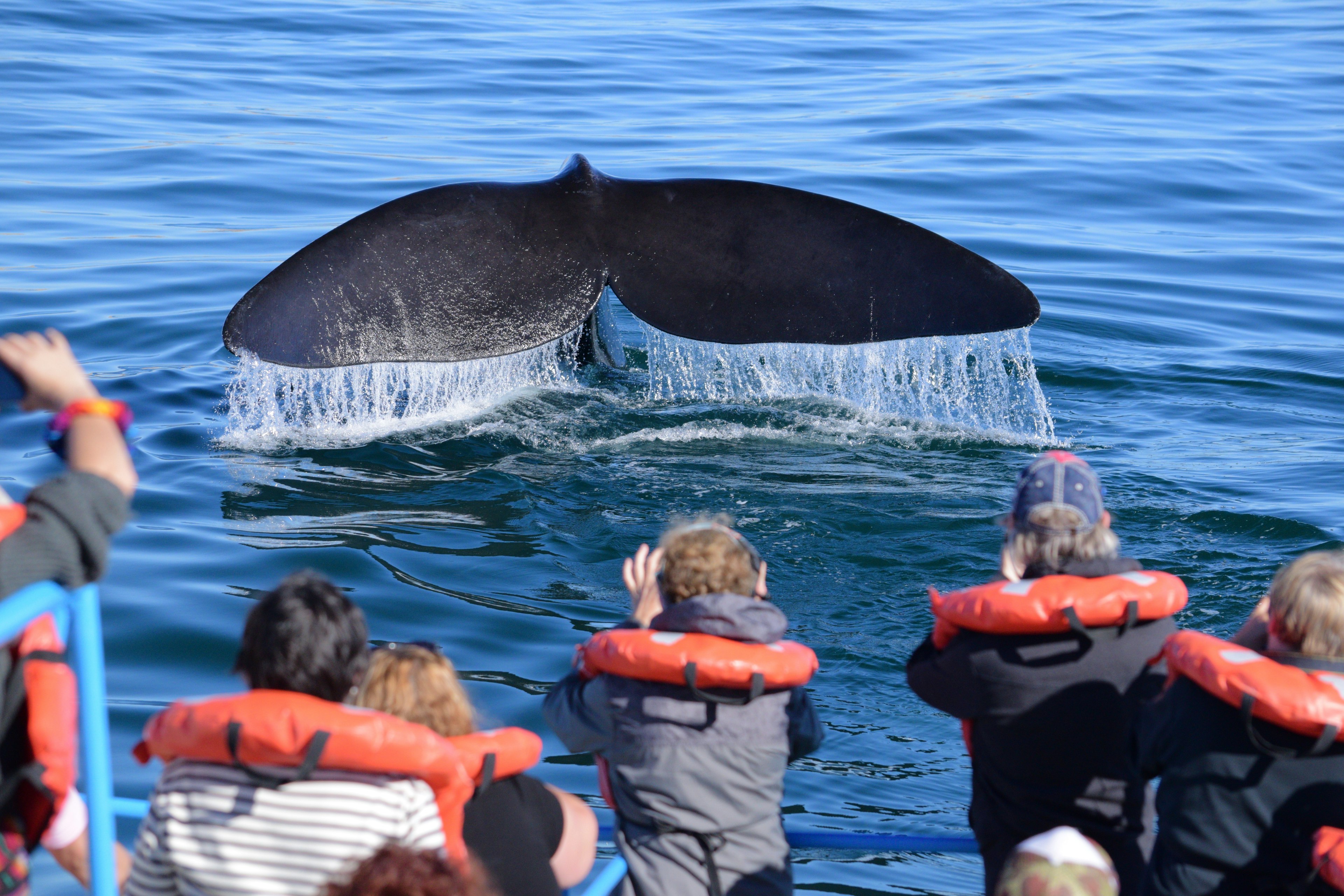 People watching and taking pictures of a whale's tail fin dripping with water