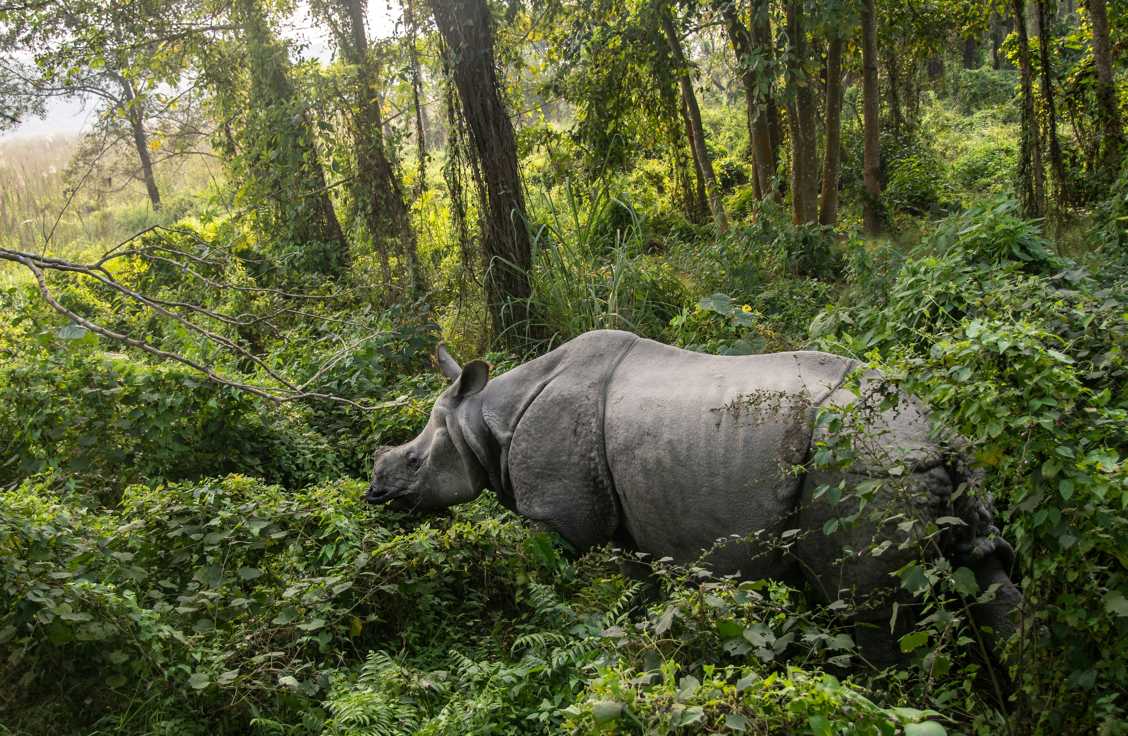 Indian rhinoceros (Rhinoceros unicornis) in the Chitwan National Park in Nepal.