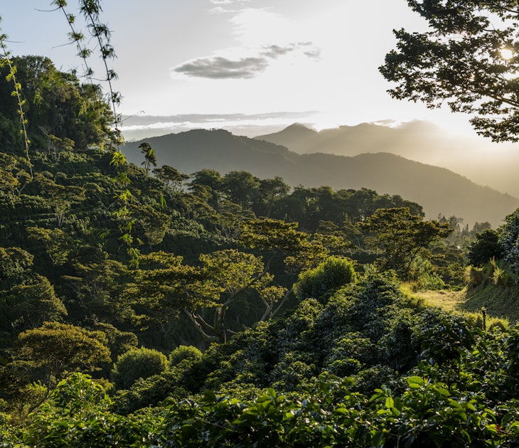 1402213961
Sunrise in a coffee farm in the mountains of Panama, Chiriqui - stock photo