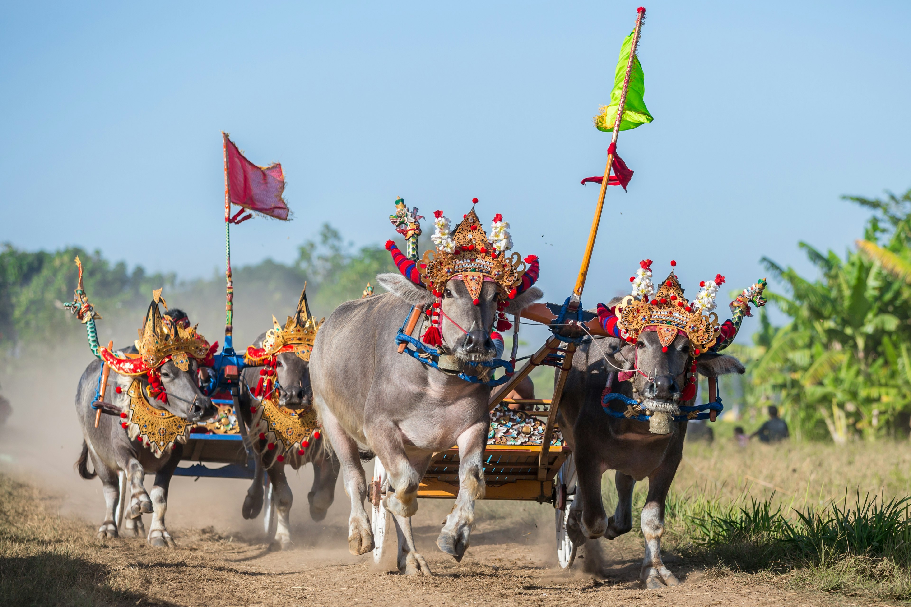 A traditional buffalo race known as a mekepung, Negara, Bali, Indonesia