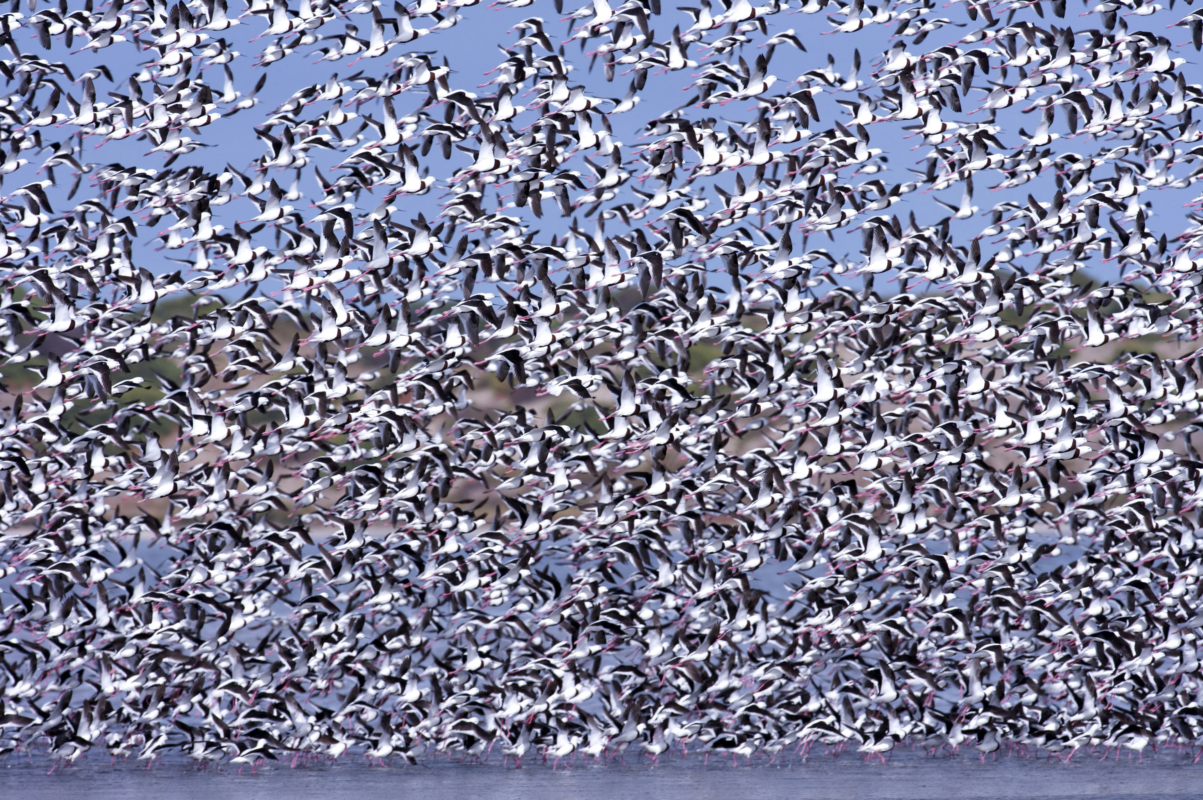 Flock of birds at Coorong National Park, South Australia, Australia, Australasia