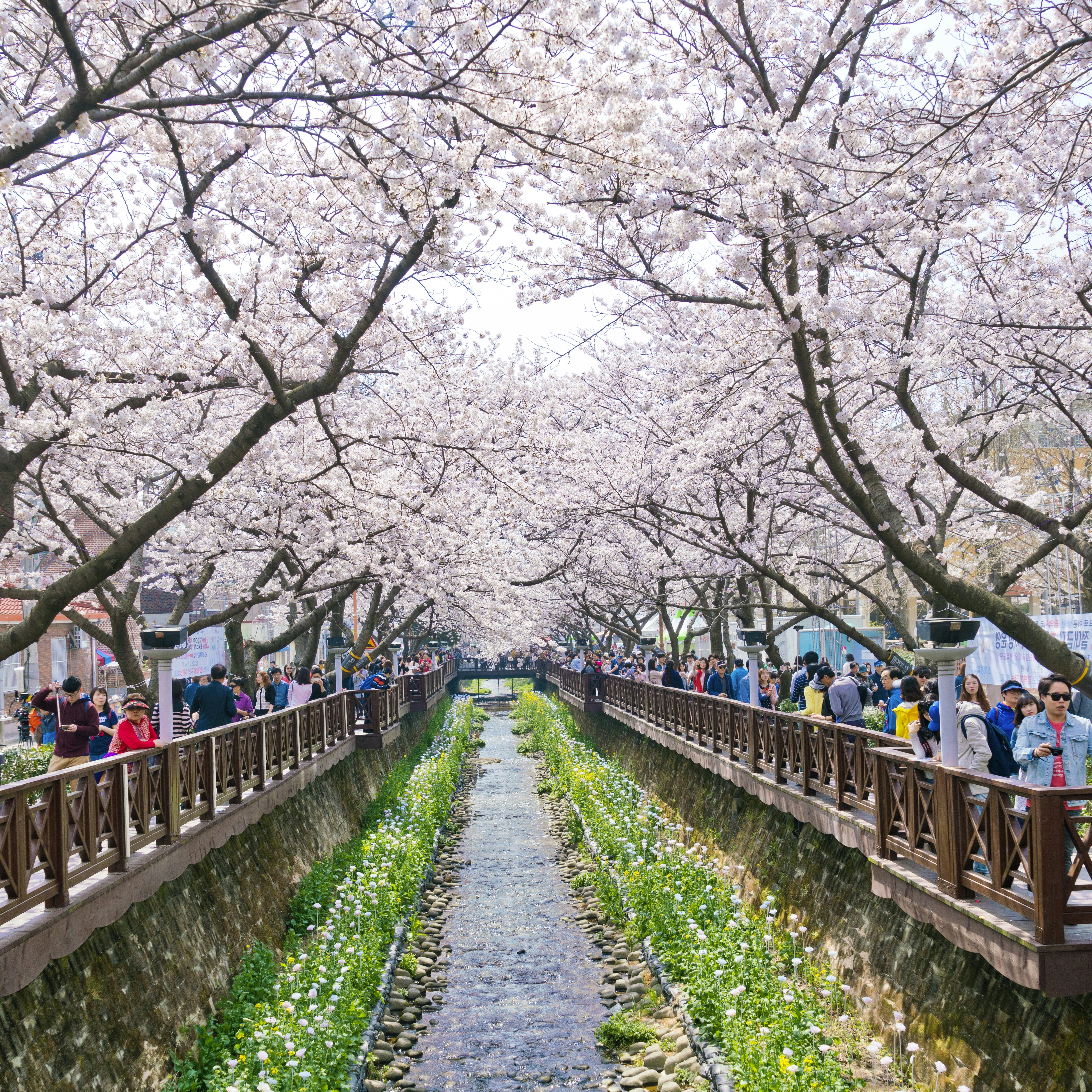 Jinhae Gunhangje Festival pink cherry blossom festival in South Korea Jinhae, South Korea.
1626438141
View of Yeojwacheon Stream during the Jinhae Gunhangje Festival pink cherry blossom festival in South Korea Jinhae, South Korea.