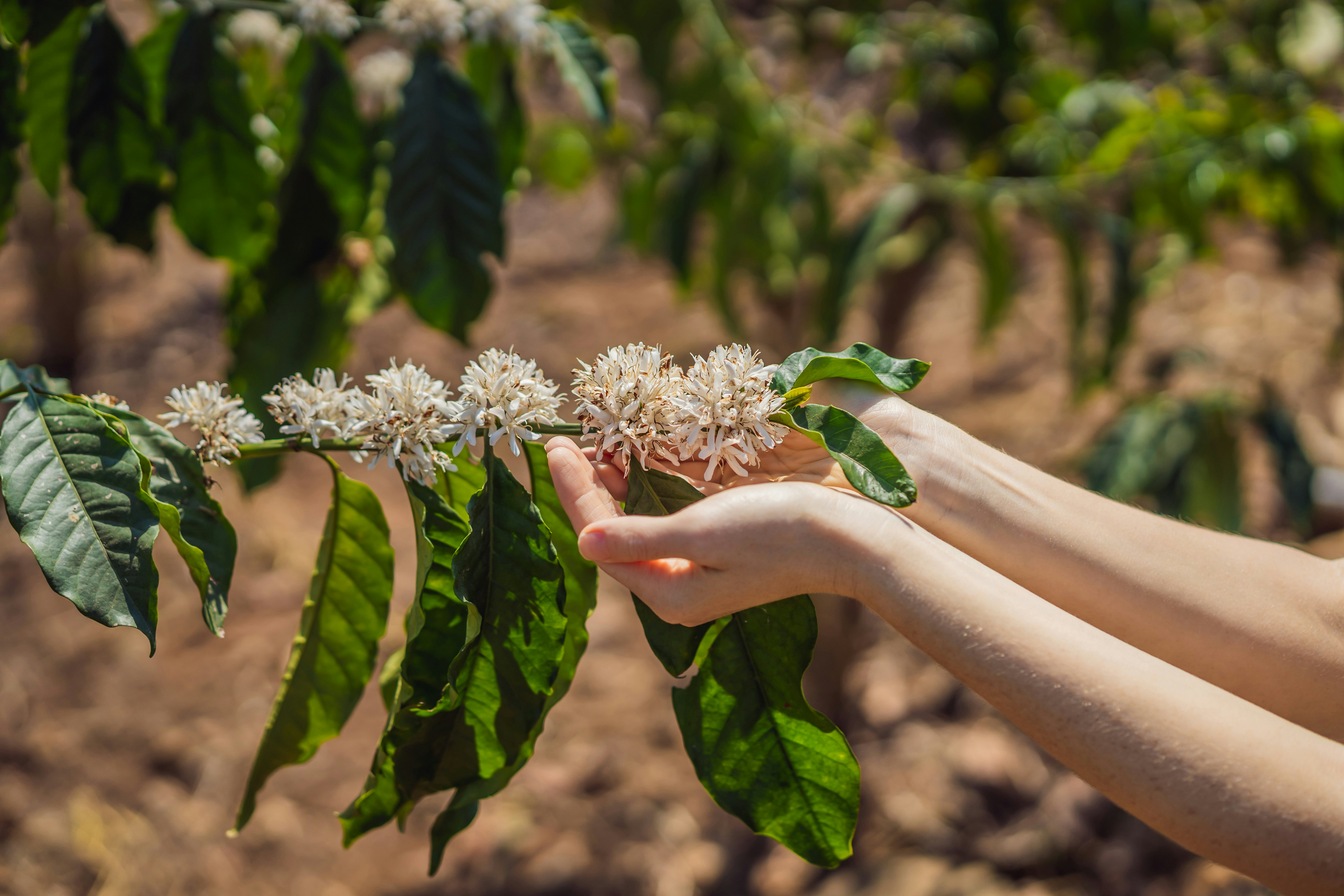 A coffee blossom in Kona coffee country, Big Island, Hawaii