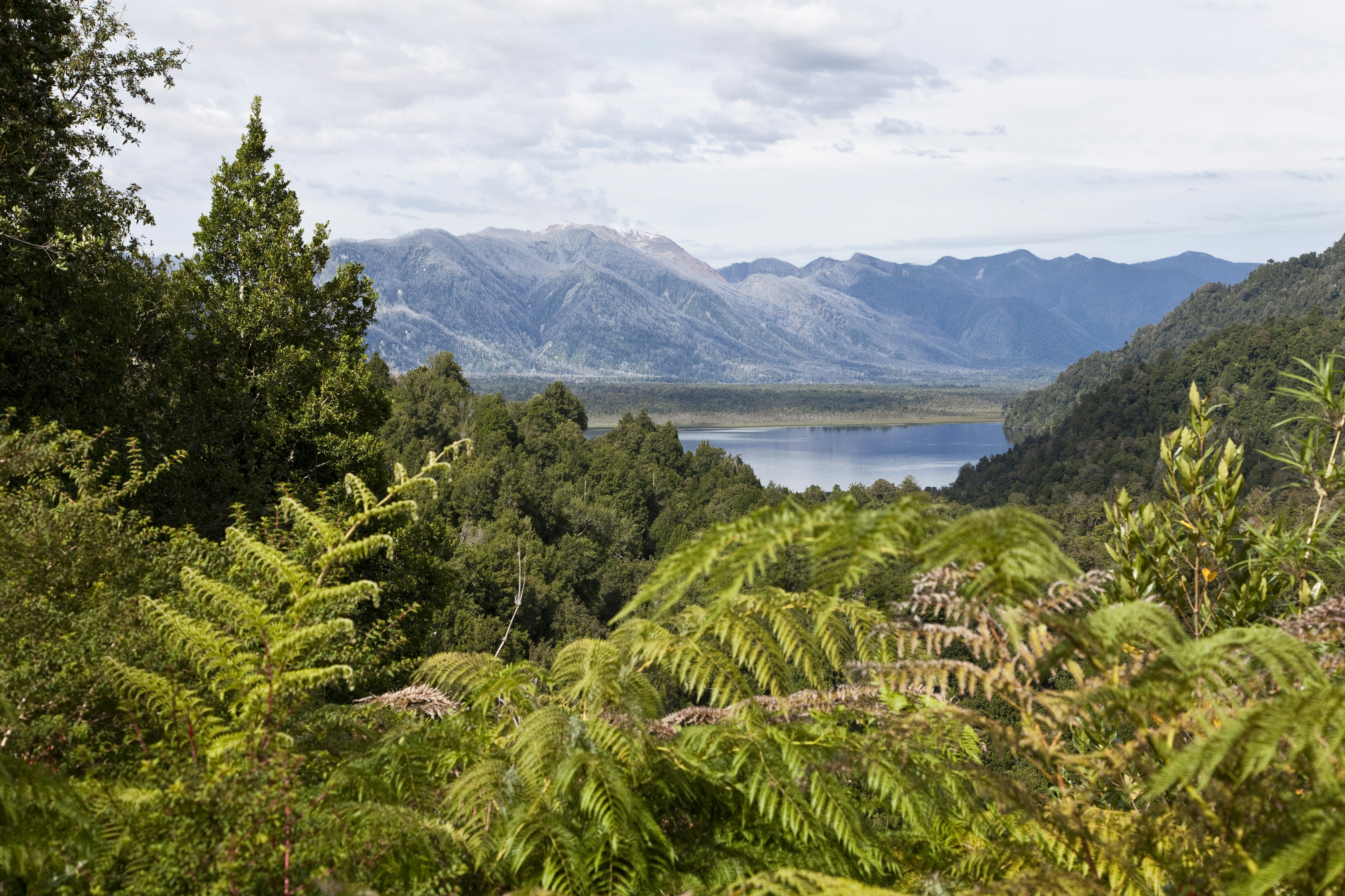 A view of a lake surrounded by mountains, with green trees and ferns in the foreground