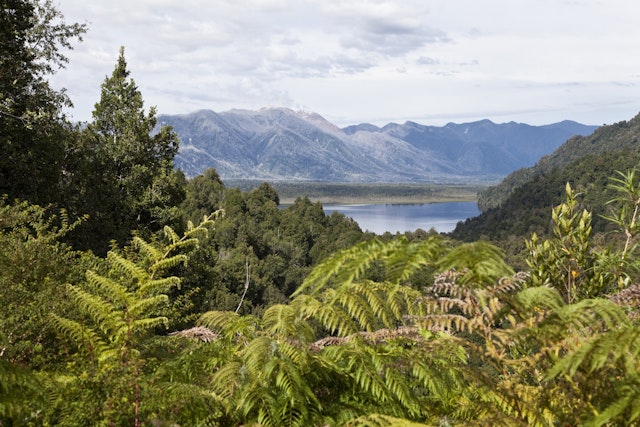 A view of a lake surrounded by mountains, with green trees and ferns in the foreground