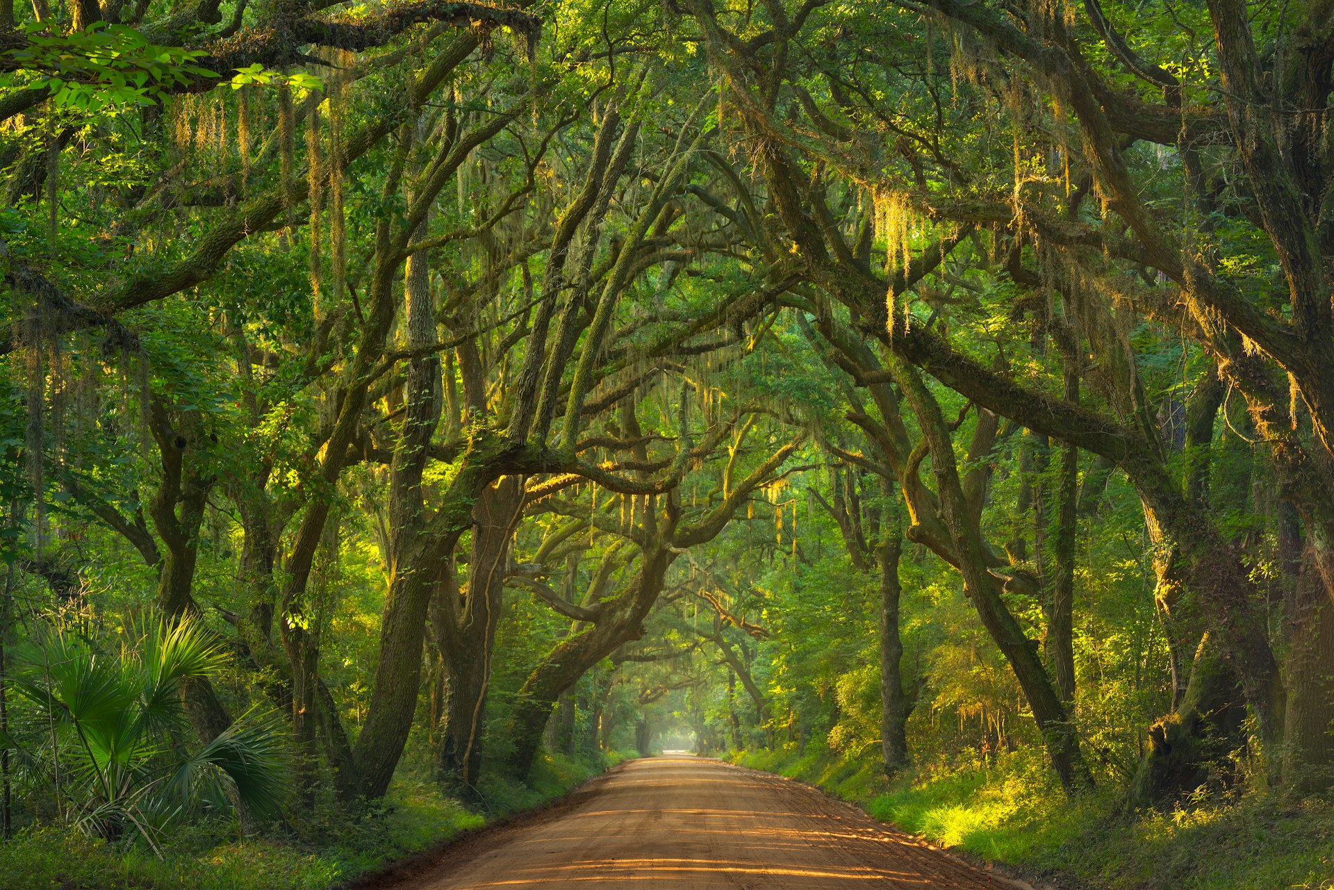A road lined with trees that are drooping over at each side and meeting in the middle to form a green tunnel