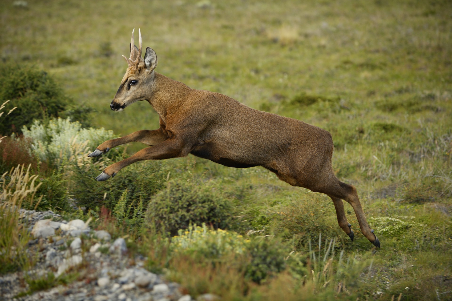 A deer-like creature leaps over some undergrowth