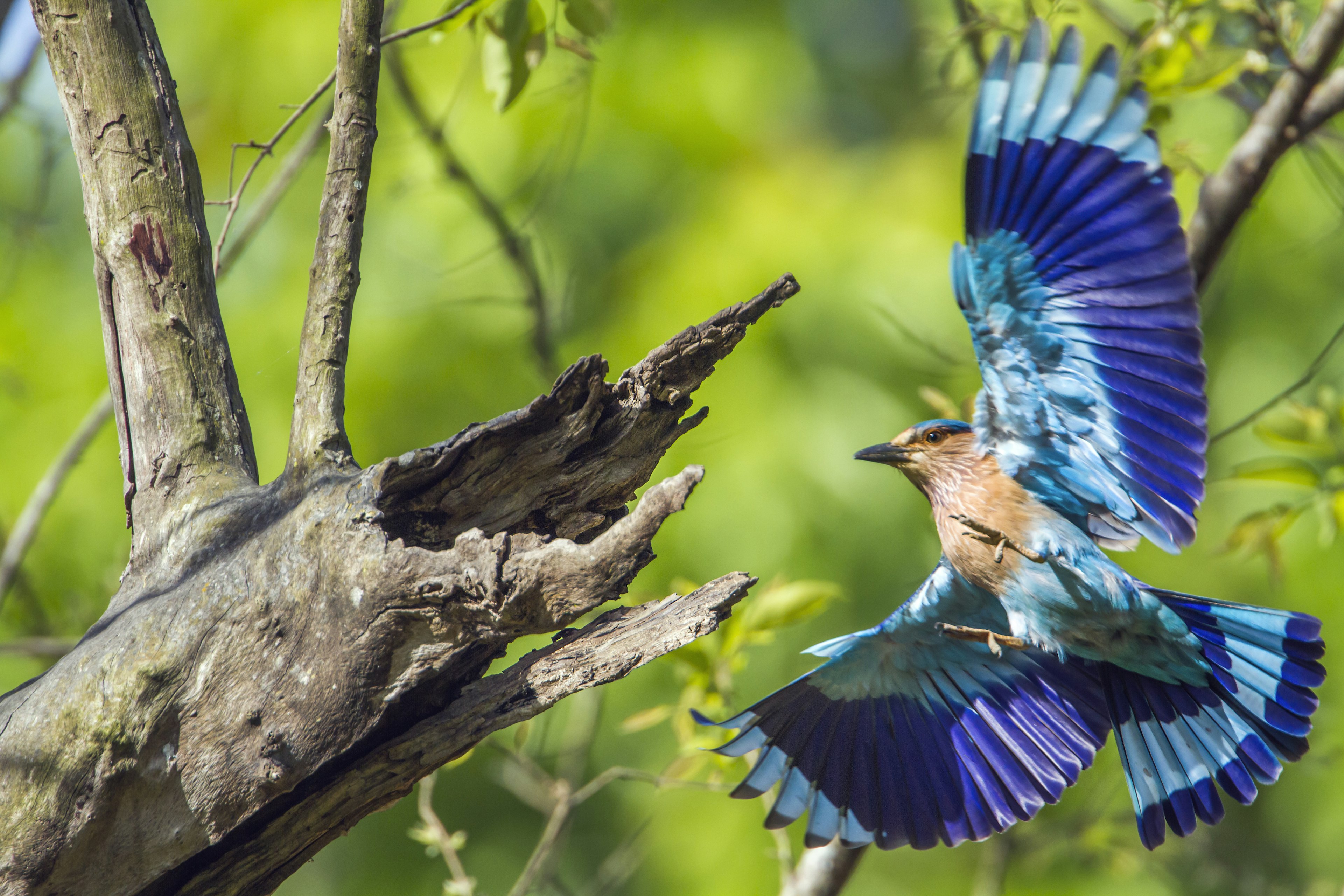 Roller Bird, Indian Roller, Chitwan National Park