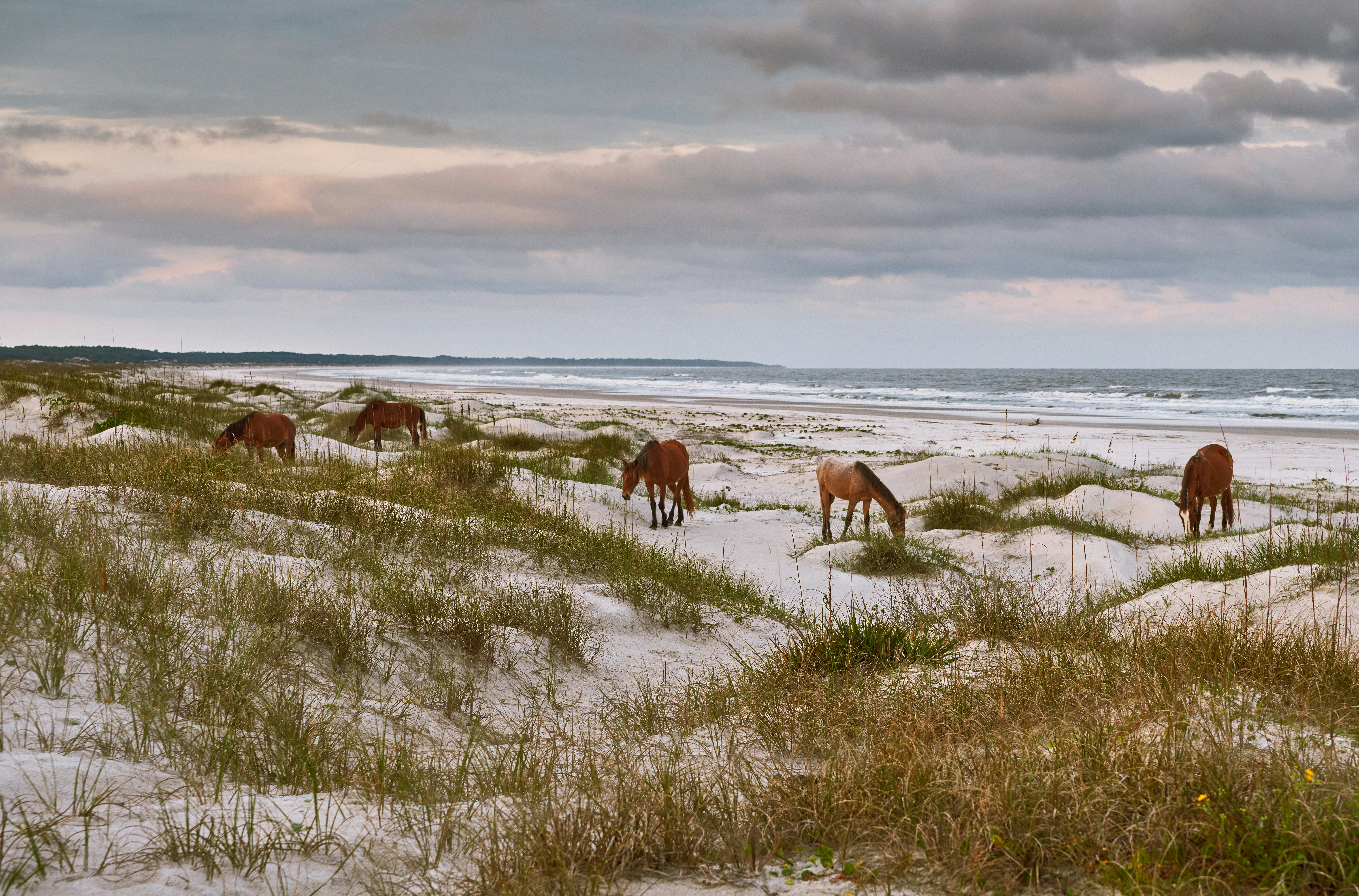 Wild horses at Cumberland Island National Seashore, Georgia