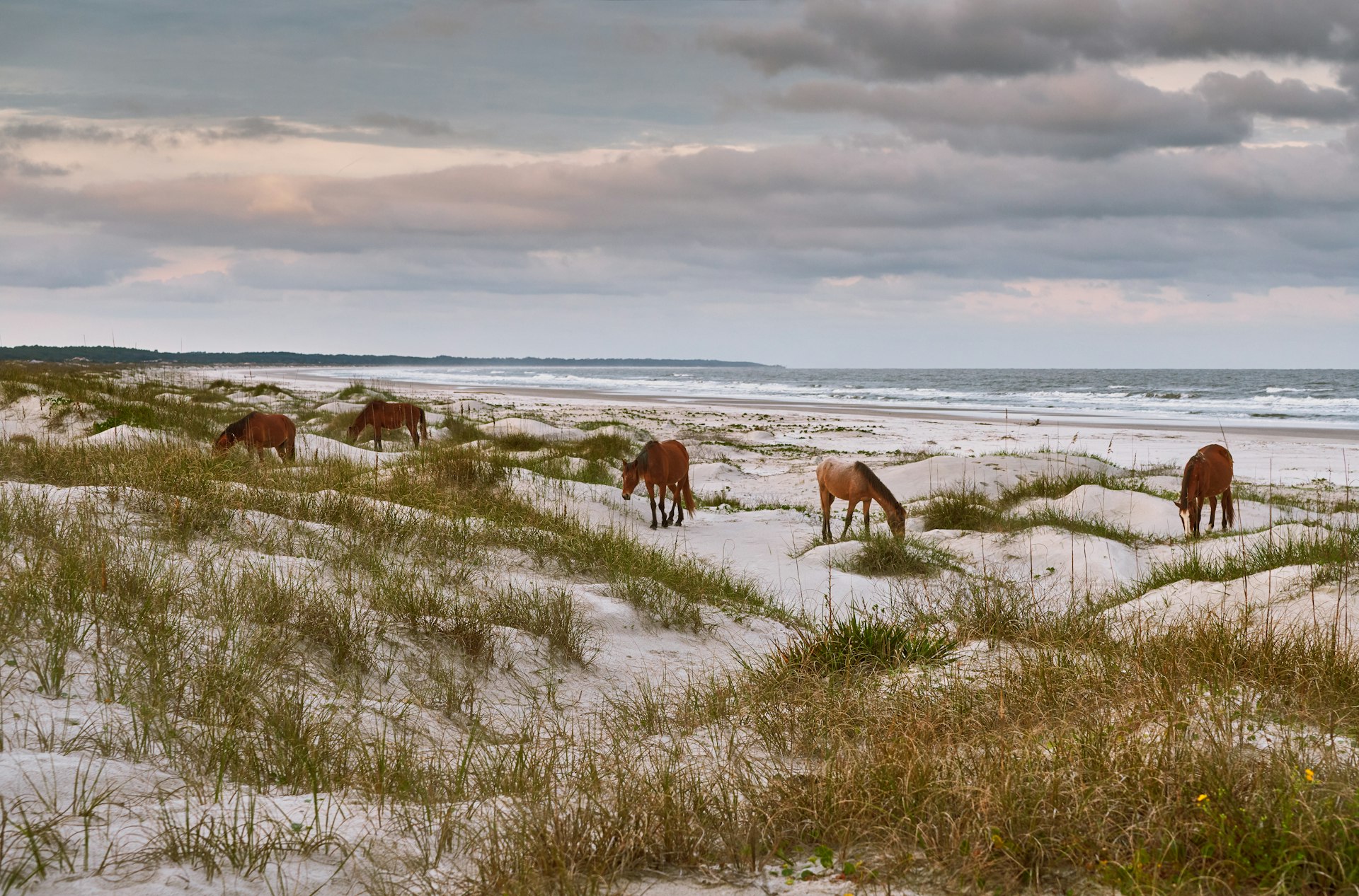 A group of red brown wild horses leisurely grazing on the white sandy beach of Cumberland Island National Seashore, Georgia, USA