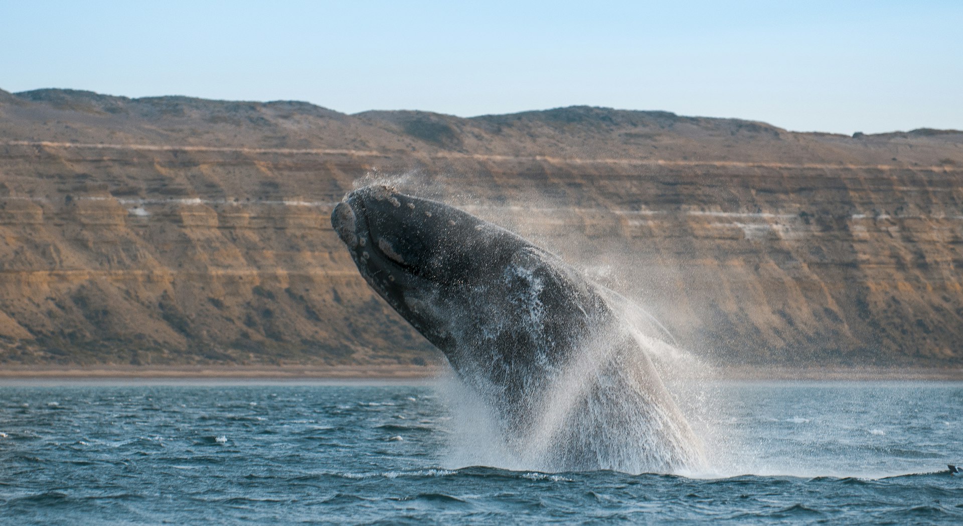 A whale breaches near the coastline